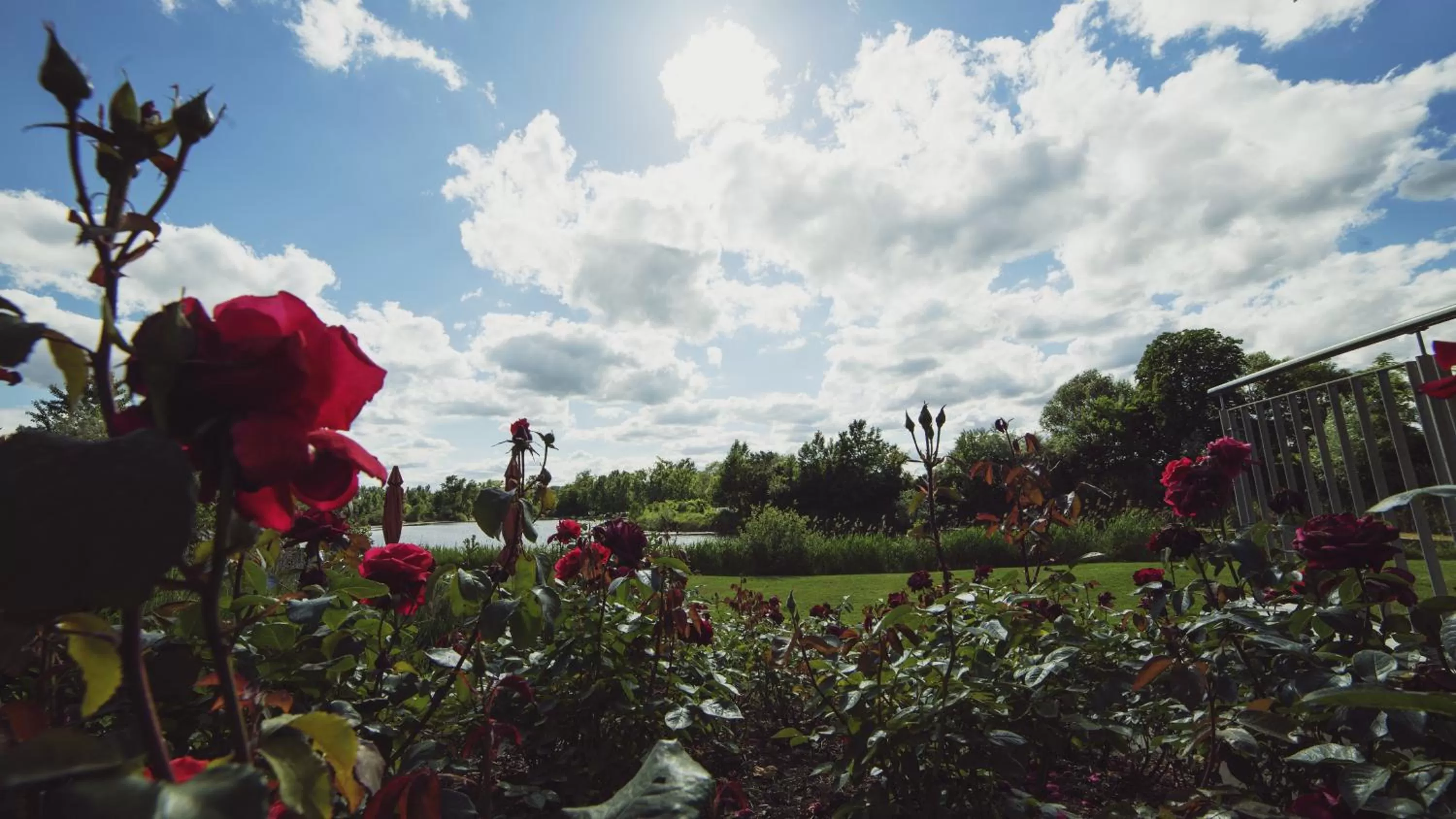 Garden view in Hotel Darstein