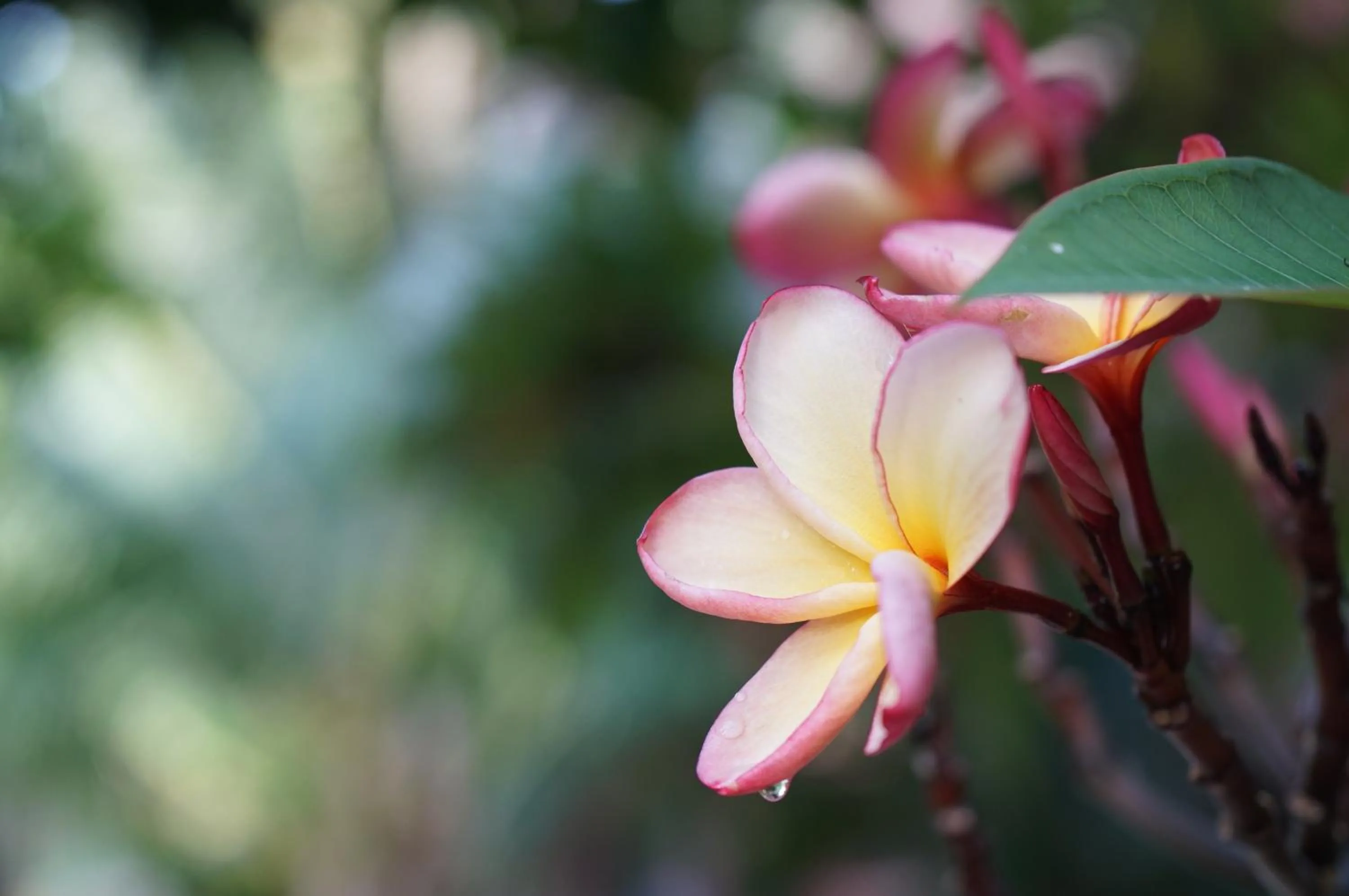Spring in La-or Resort