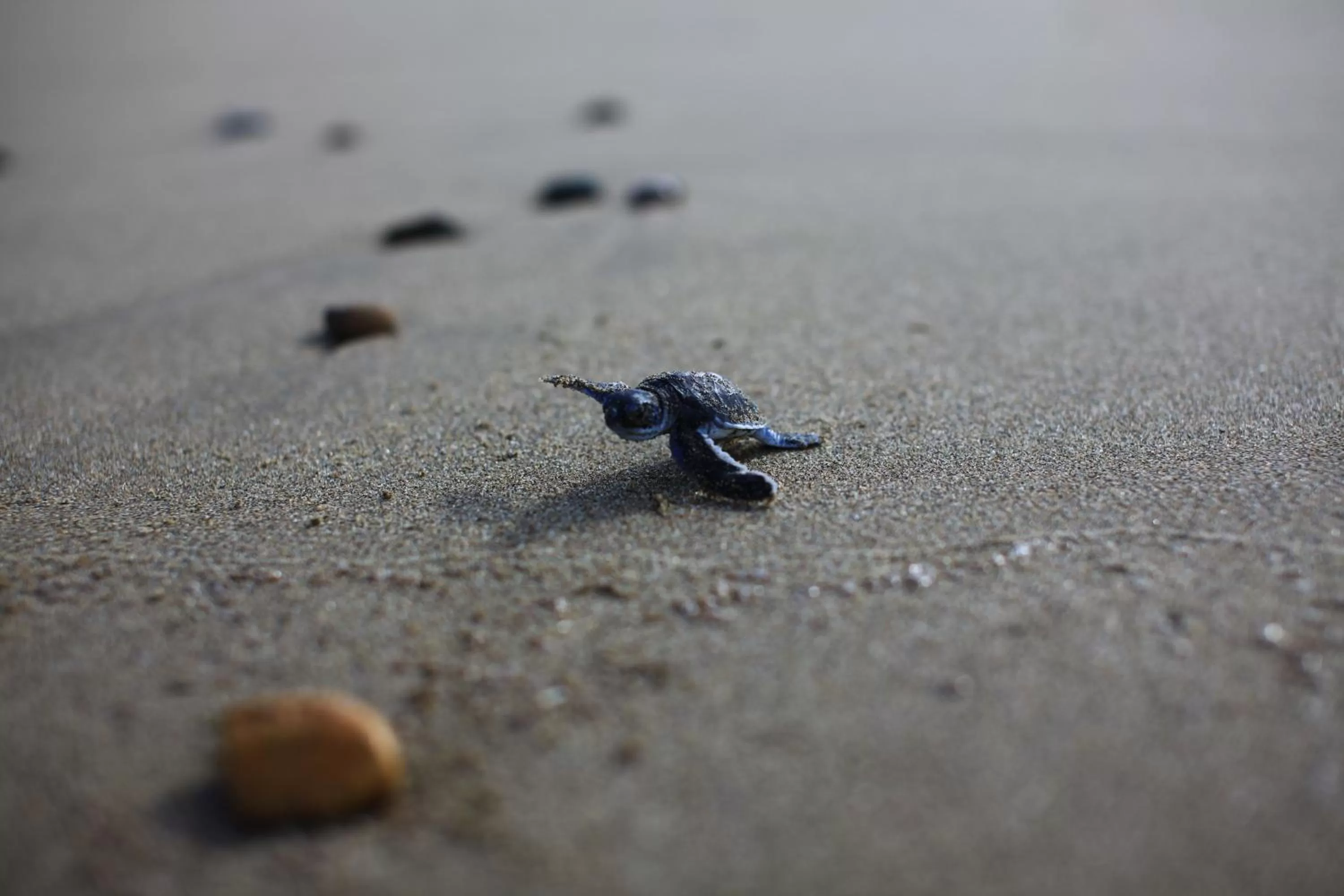Area and facilities in Ketapang Indah Hotel