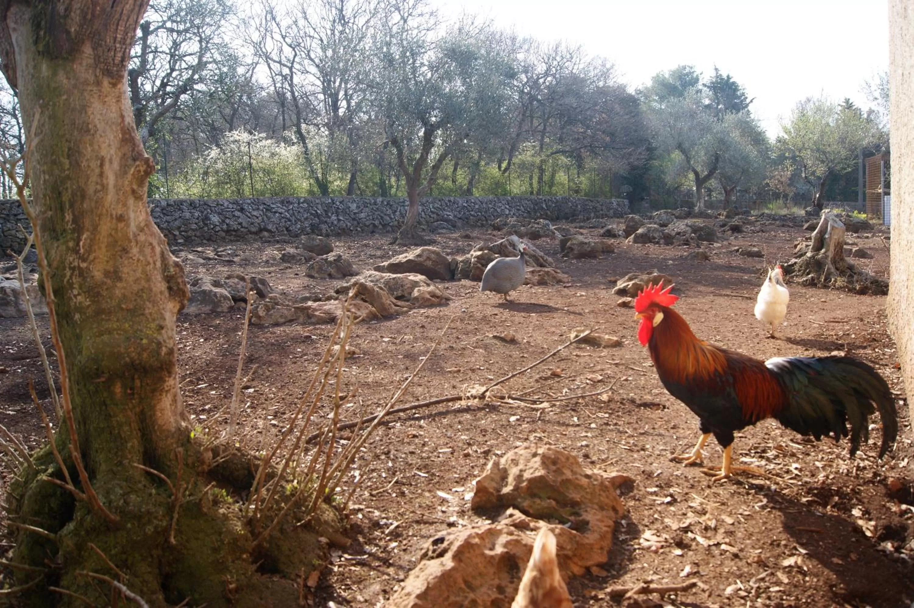 Animals in Arome B&B