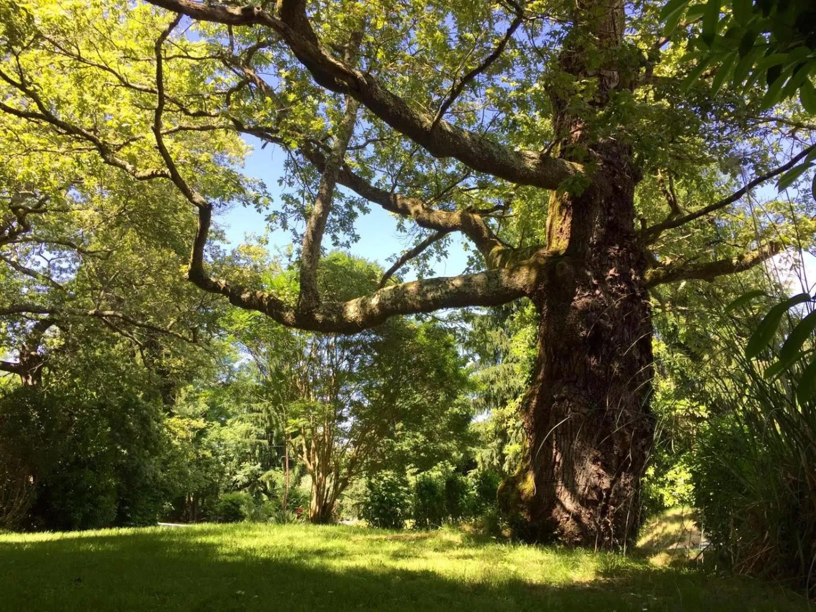 Garden view in B&B Au Moulin 1771