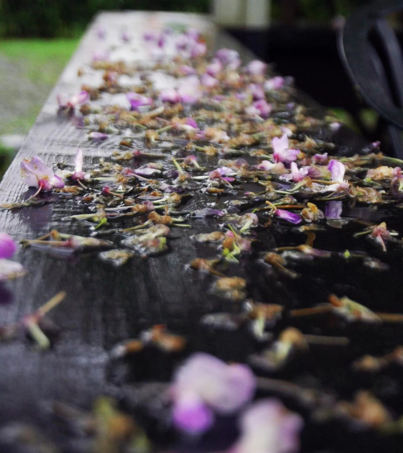 Other Animals in Rainbow Bridge B&B