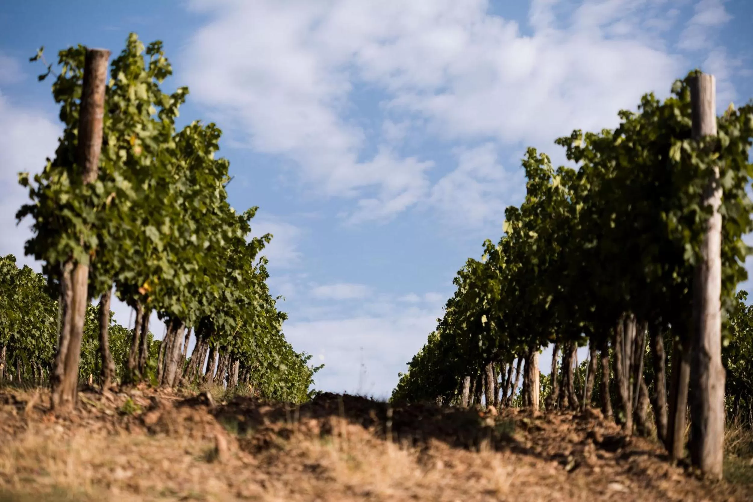 View (from property/room) in Terre di Baccio