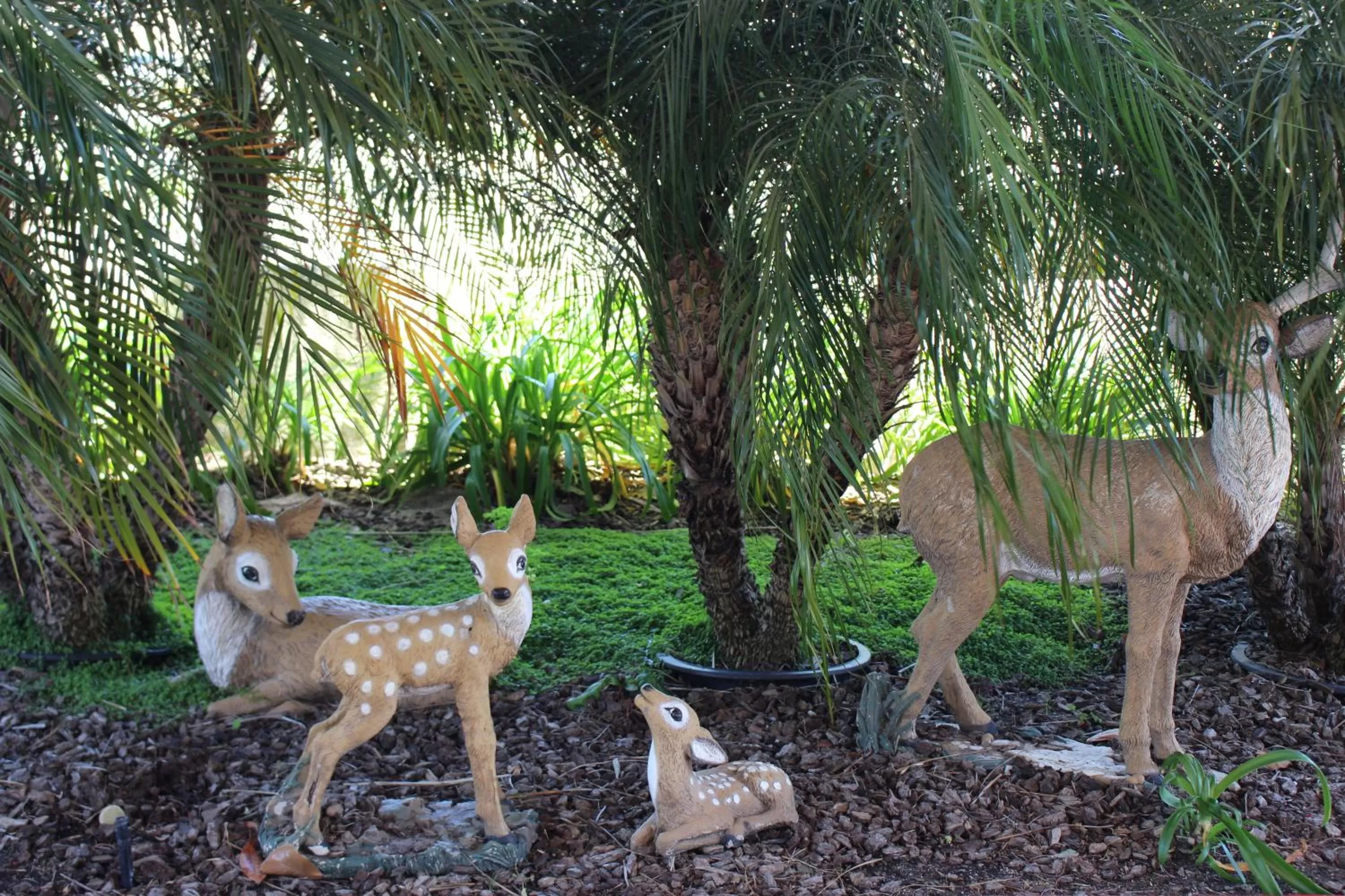 Area and facilities in O'Cairns Inn and Suites
