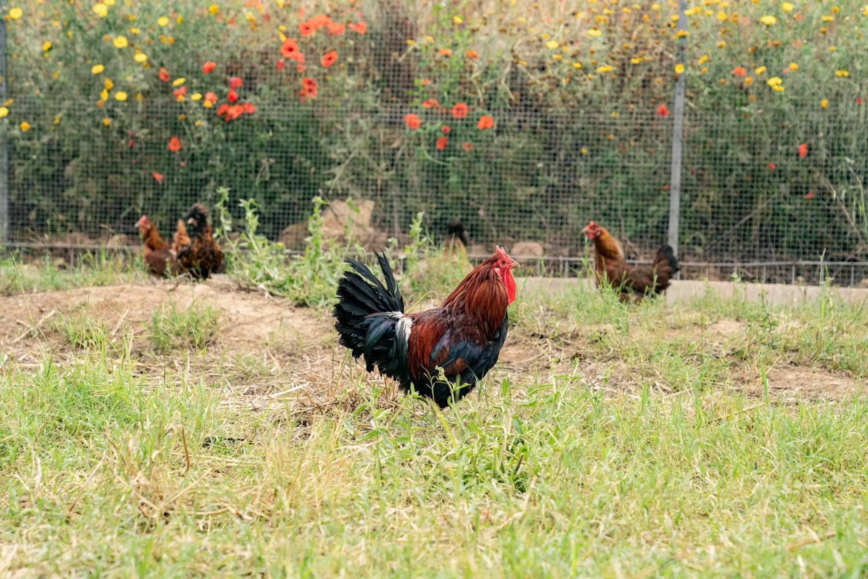 Other Animals in Judeka Agriresort