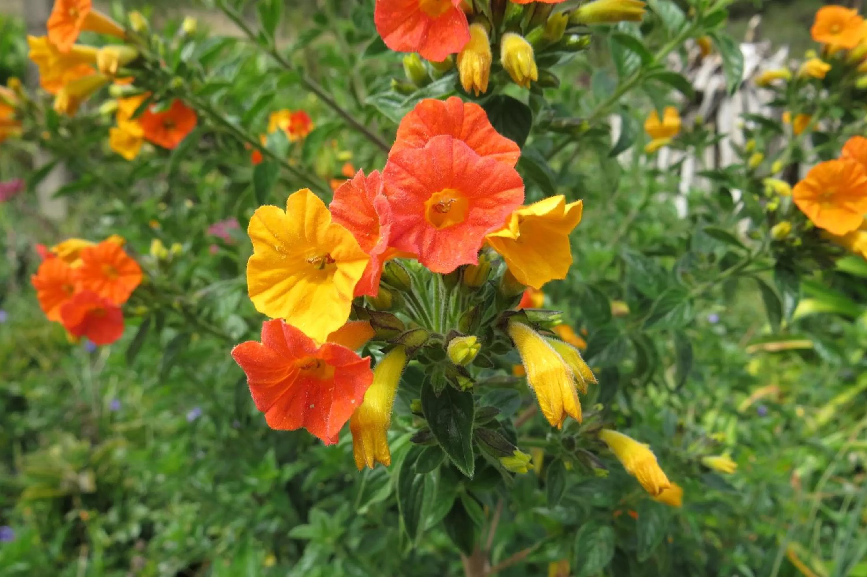 Garden in El Pedregal Sopó