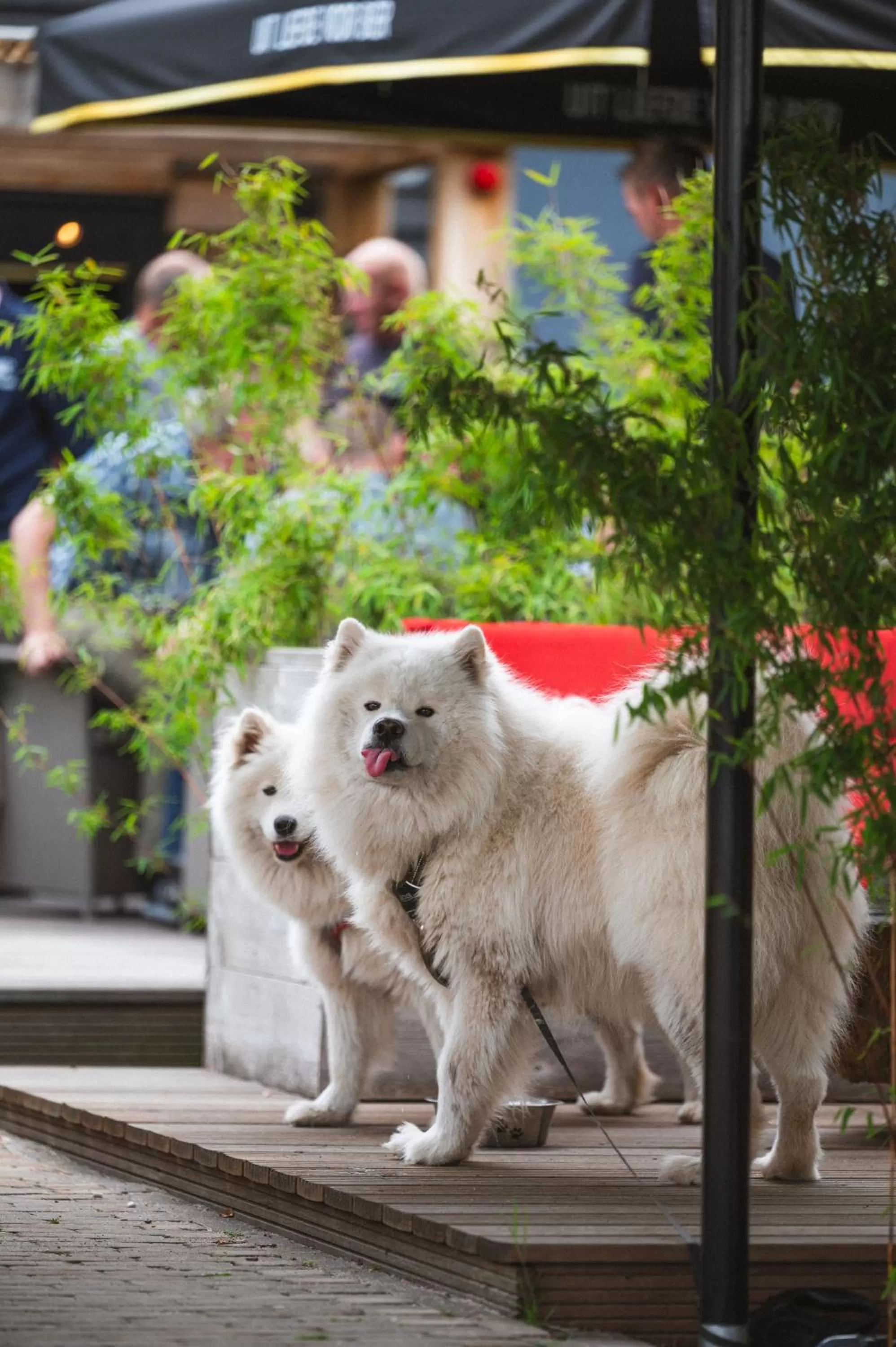 Hotel-Herberg D'n Dries