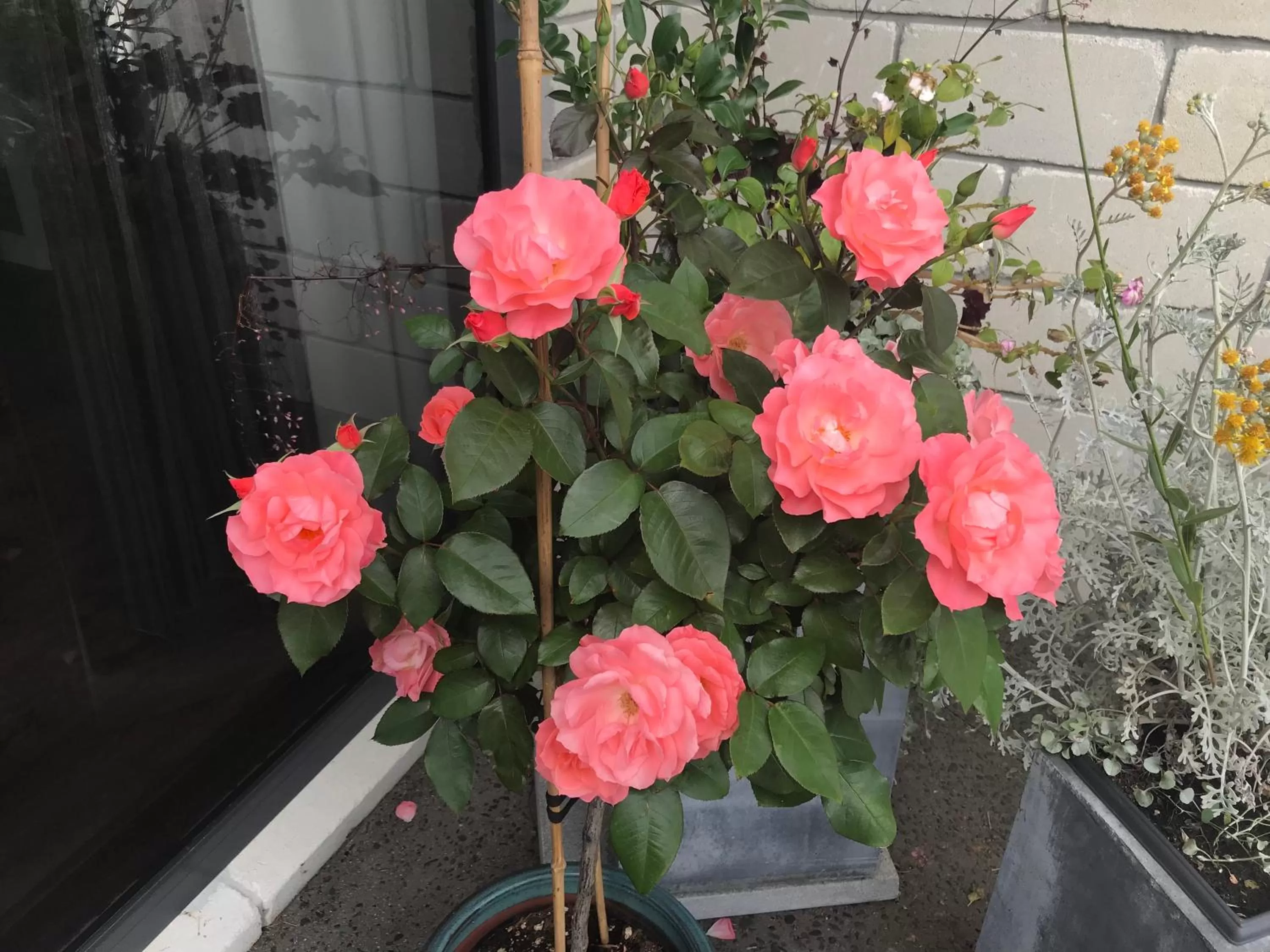 Arohanui Rural Retreat B&B