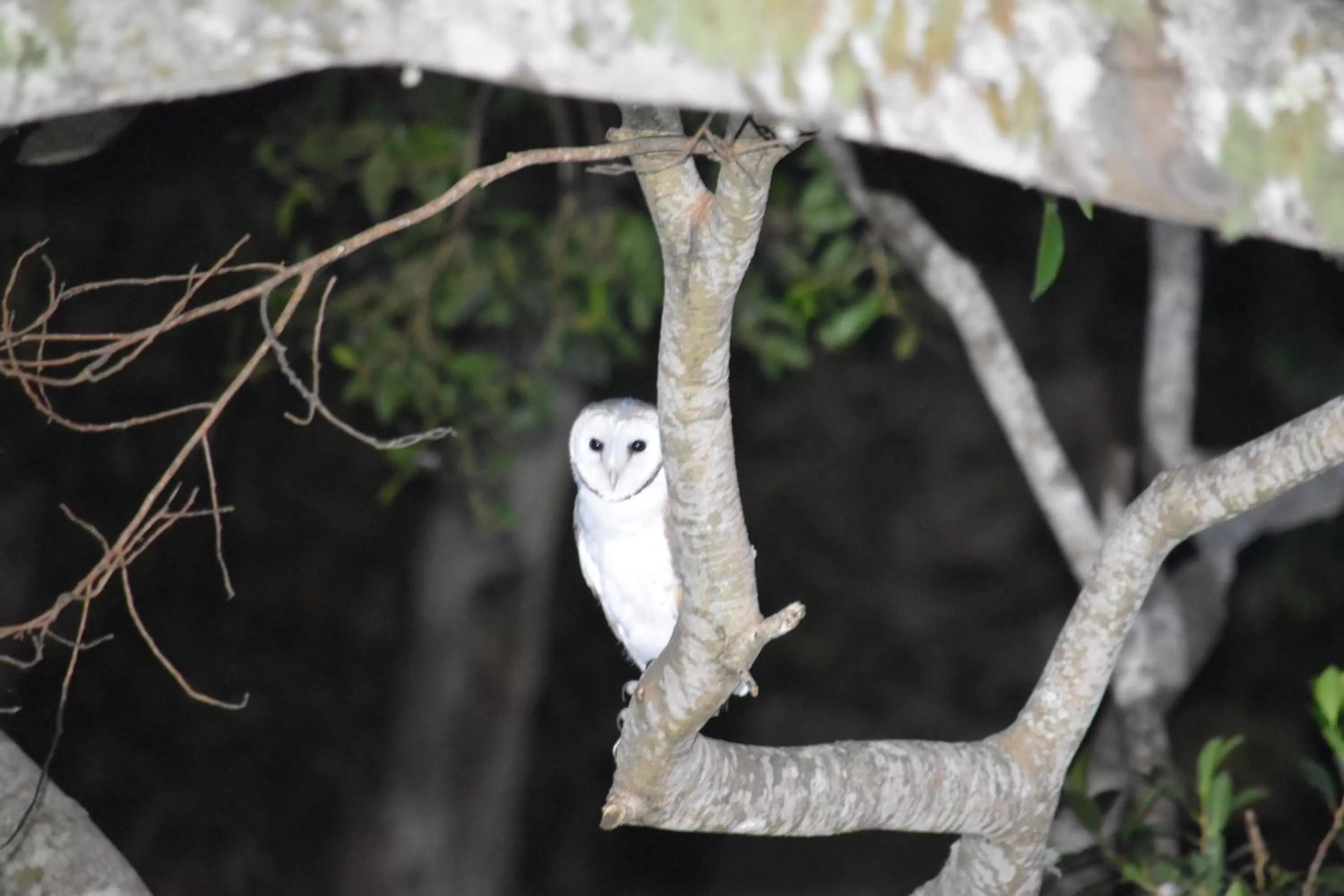 Animals in Mapleton Springs