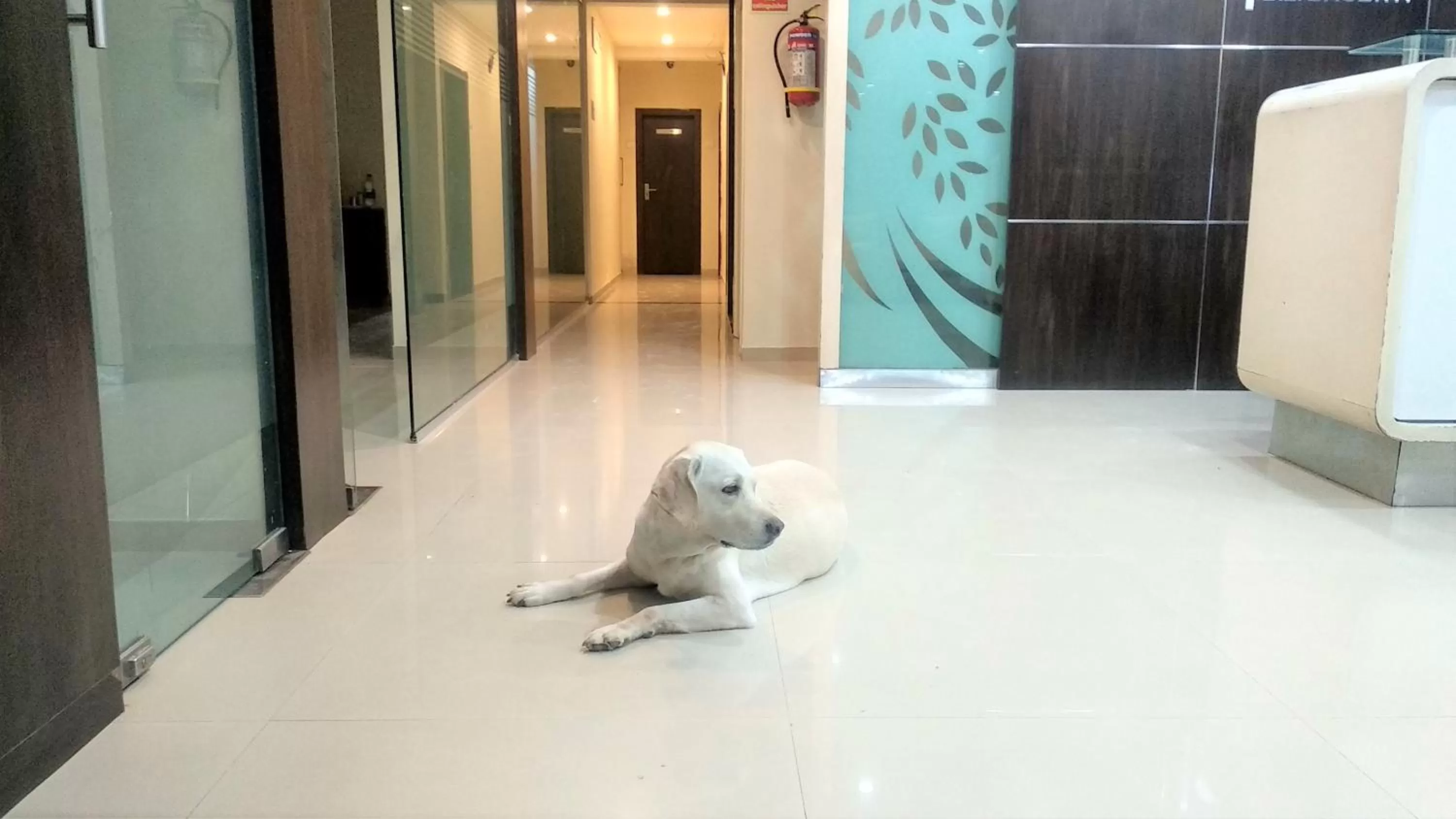 Pets in SAI SRUSHTI by NEEM SQUARE