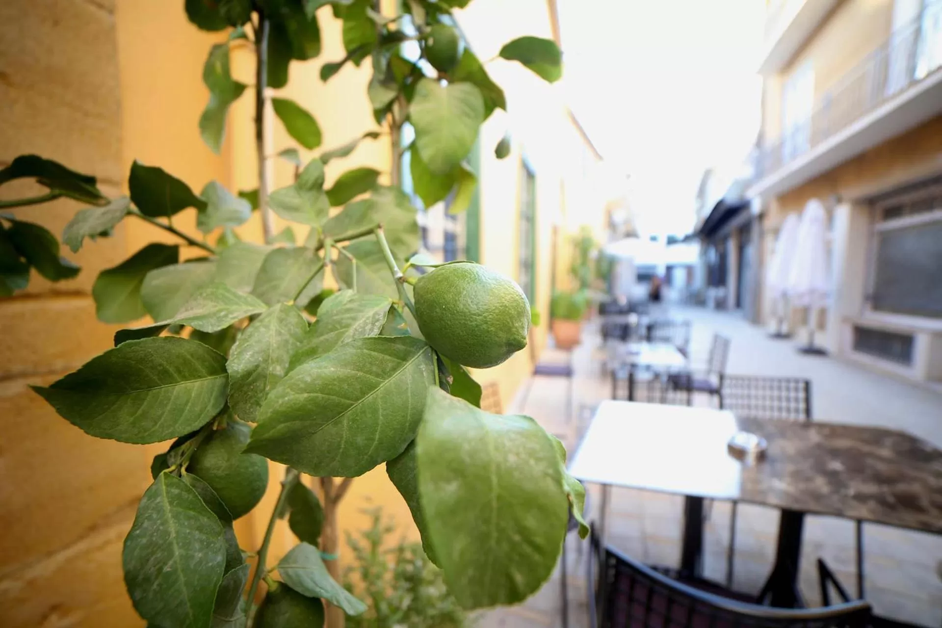 Garden in Madama Residence