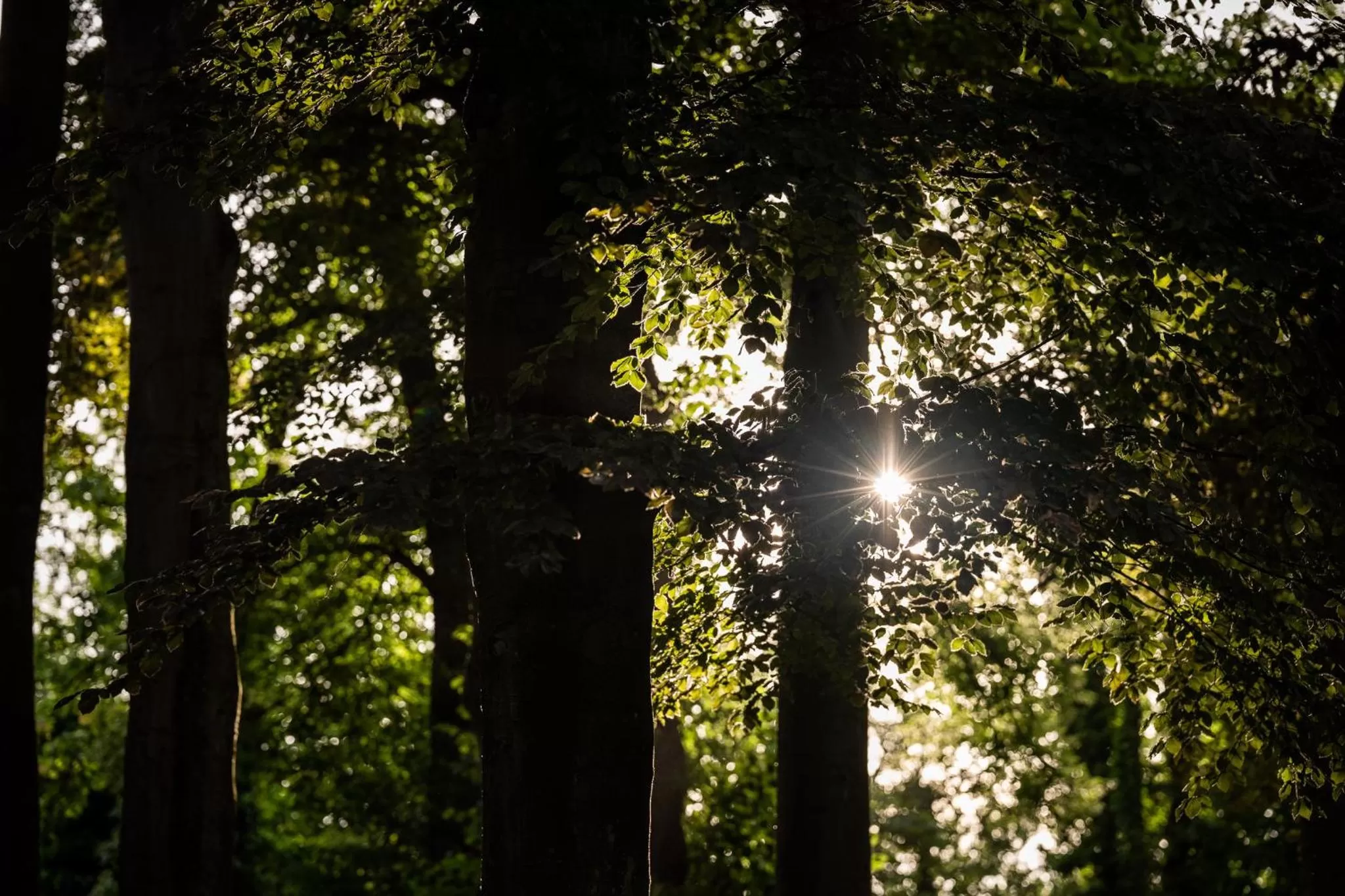 Garden in Boutiquehotel 't Fraeyhuis - adults only