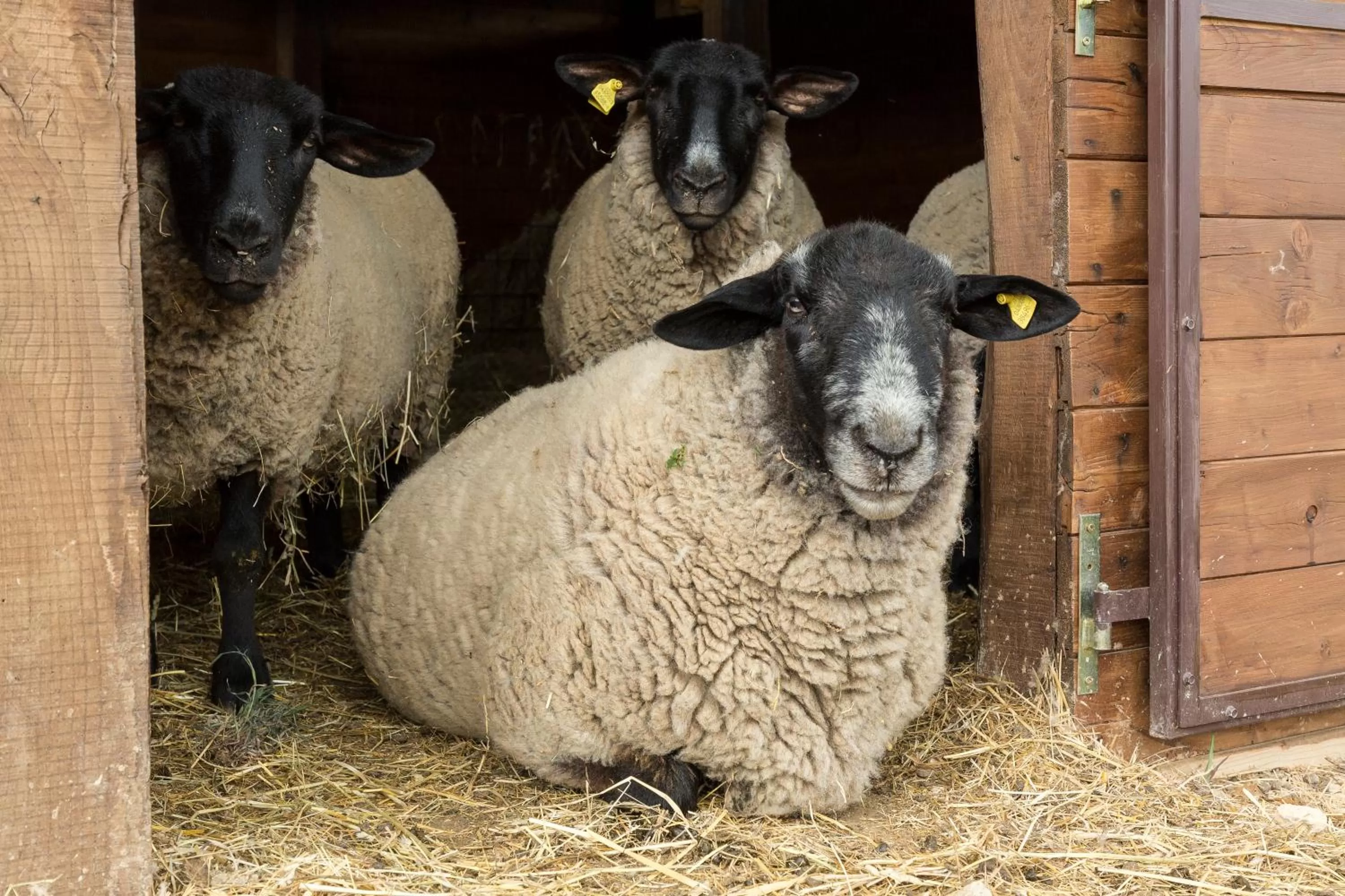 Animals in Terre di Baccio