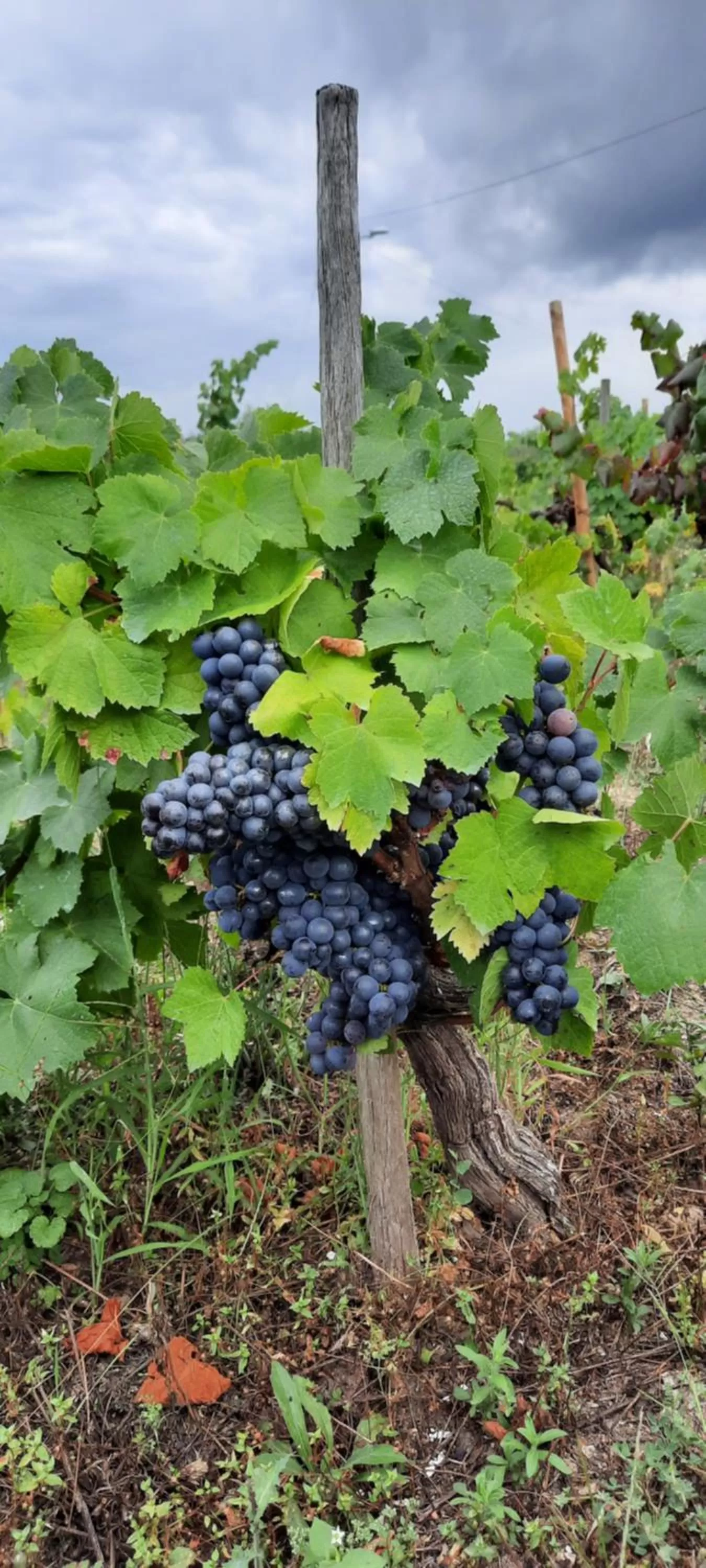 Garden in Rectoral de Anllo