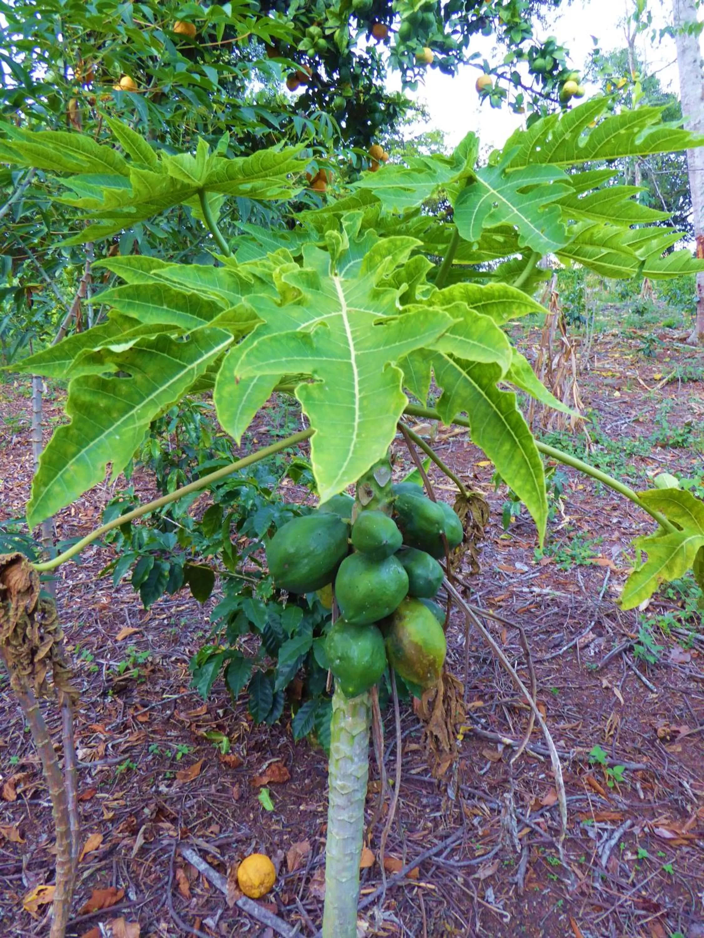 Garden in Finca El Cielo