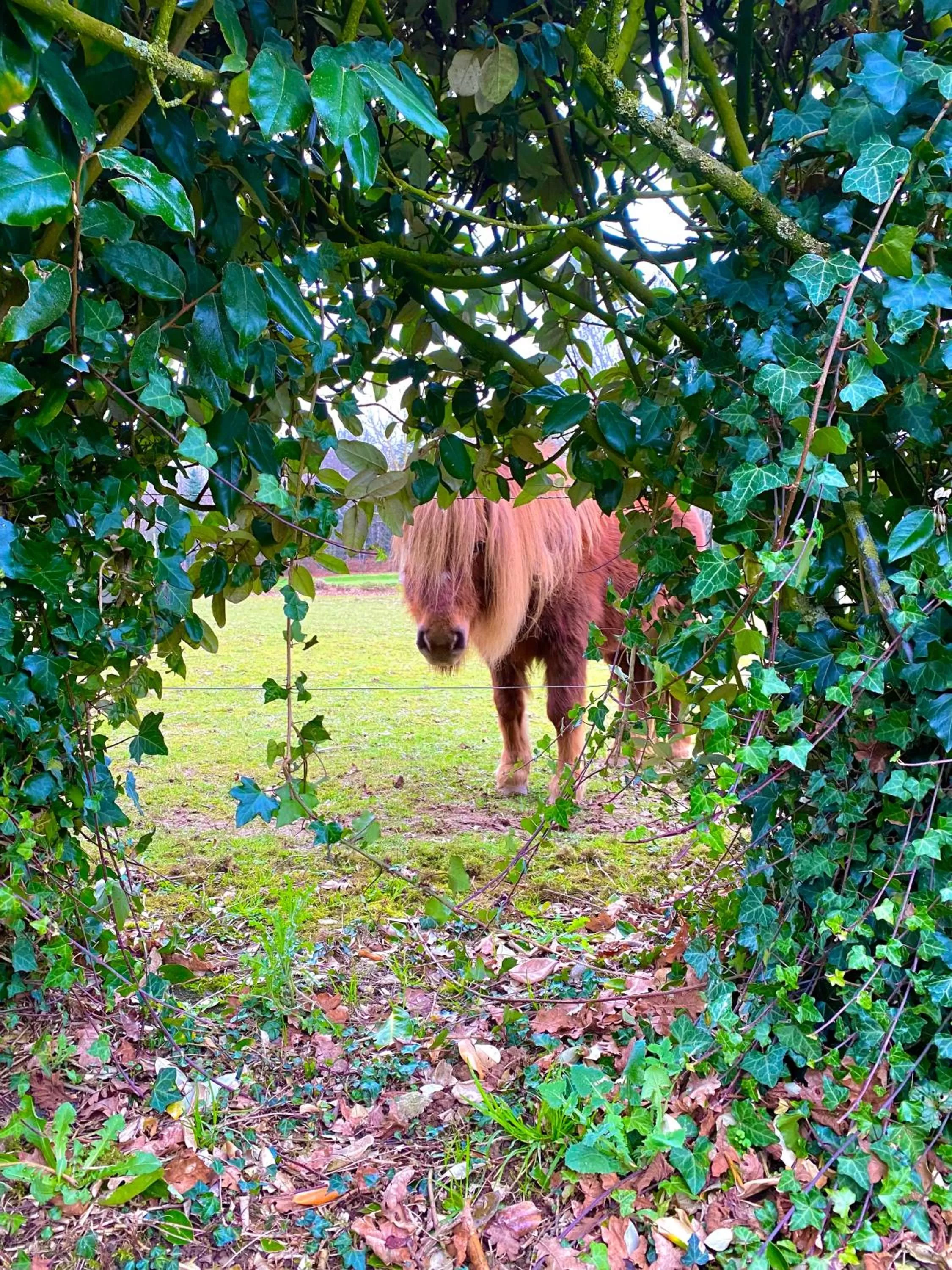 Animals in La Pichonnière