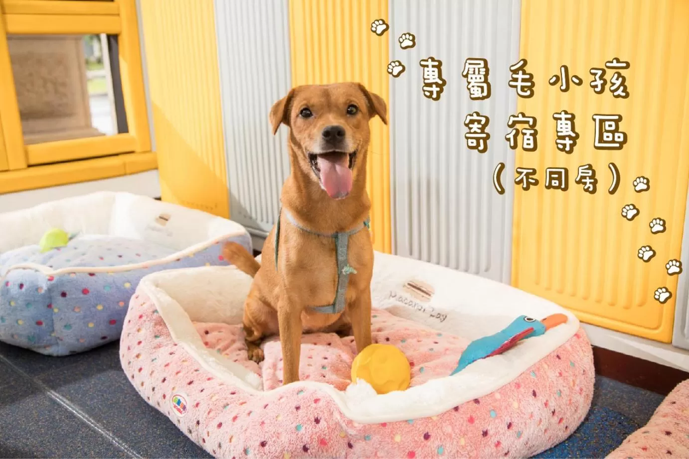 Pets in Fullon Hotel Hualien