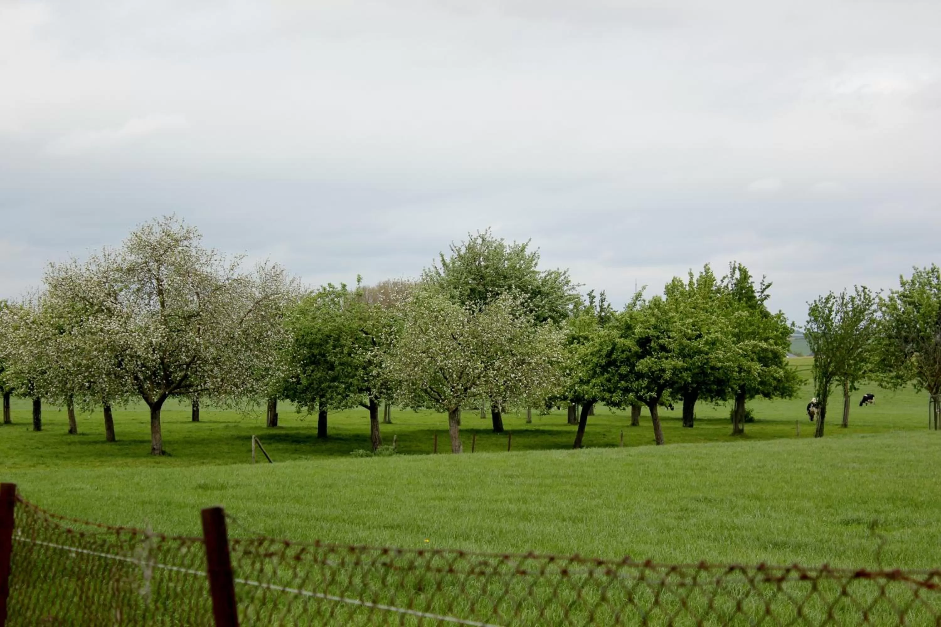 Garden in Hotel Brull