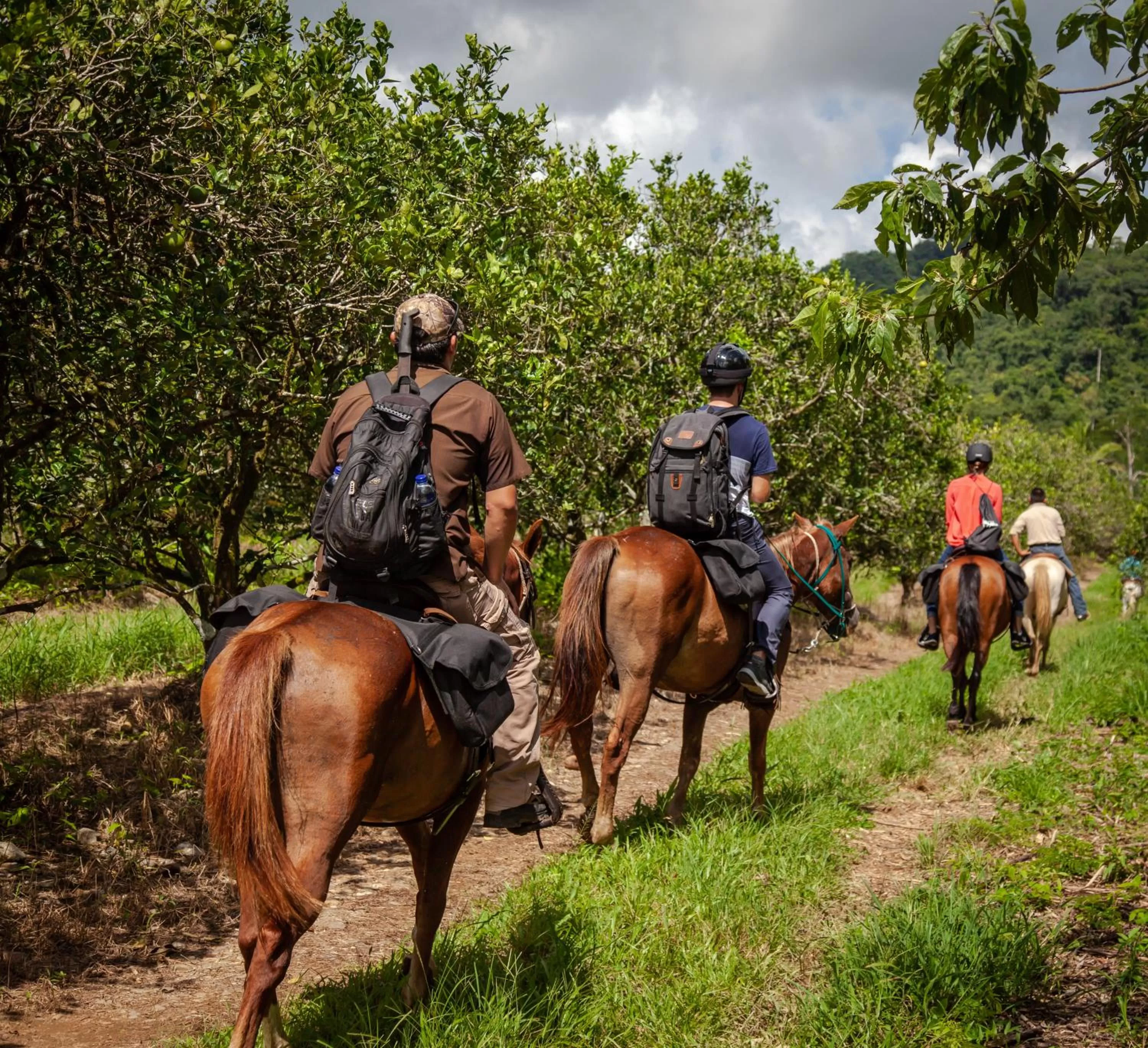 Horse-riding in Sleeping Giant Rainforest Lodge