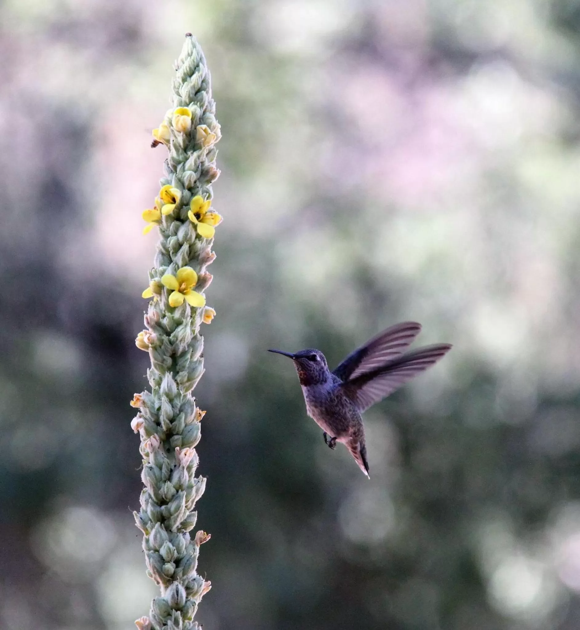Decorative detail in Red Tail Ranch