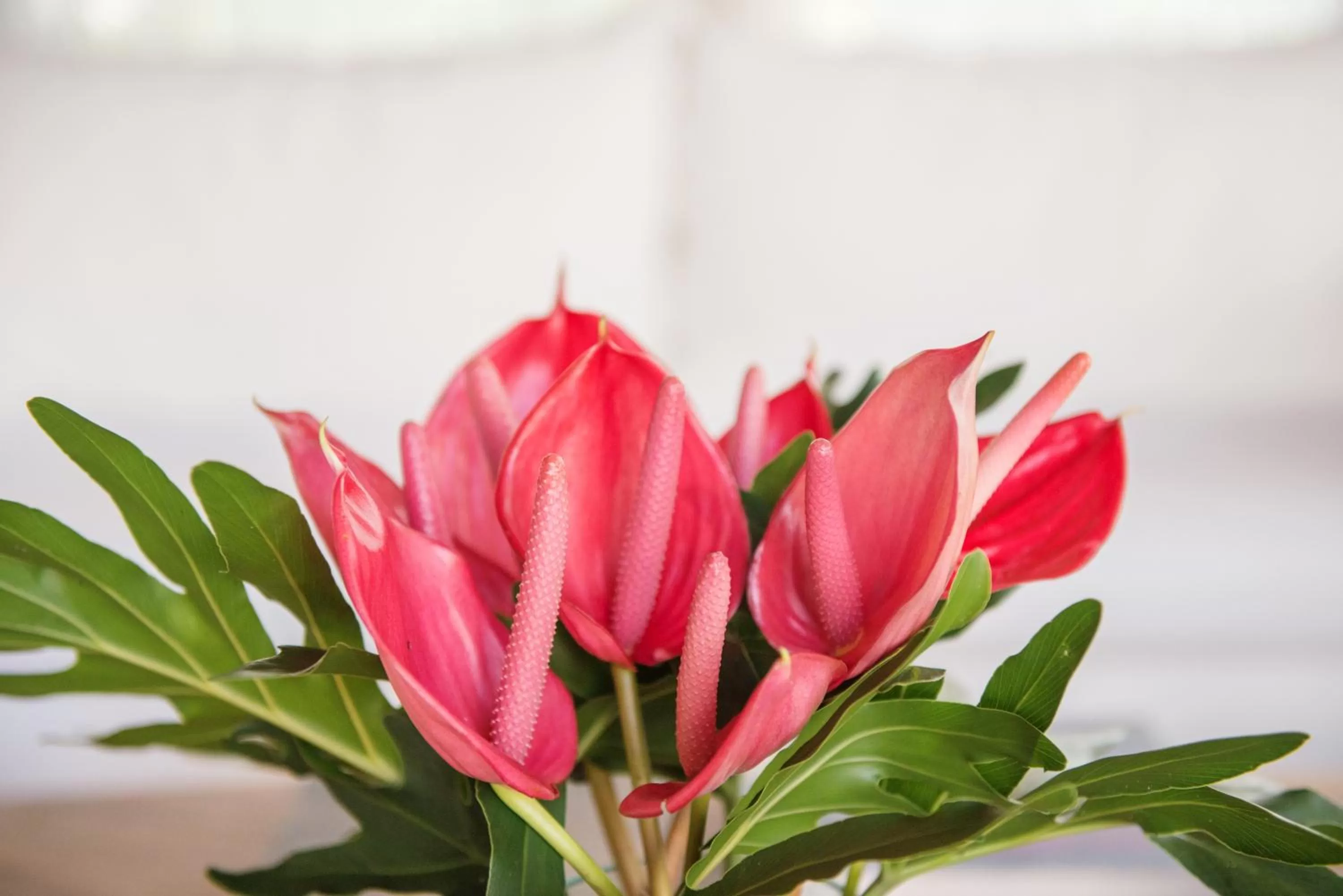 Other in Komaneka at Rasa Sayang Ubud