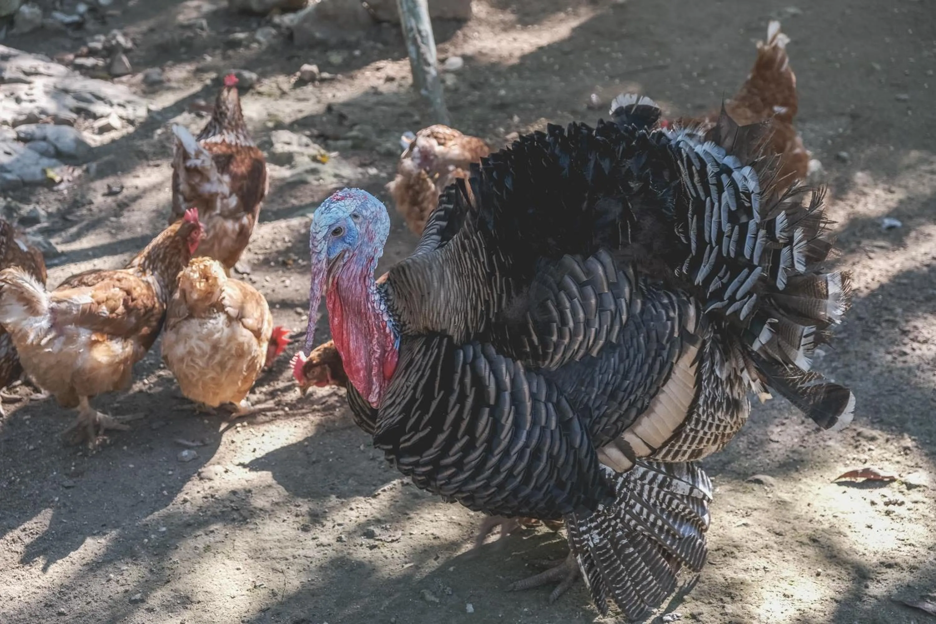 Activities in Wakax Hacienda - Cenote & Boutique Hotel - Small Luxury Hotels of the World