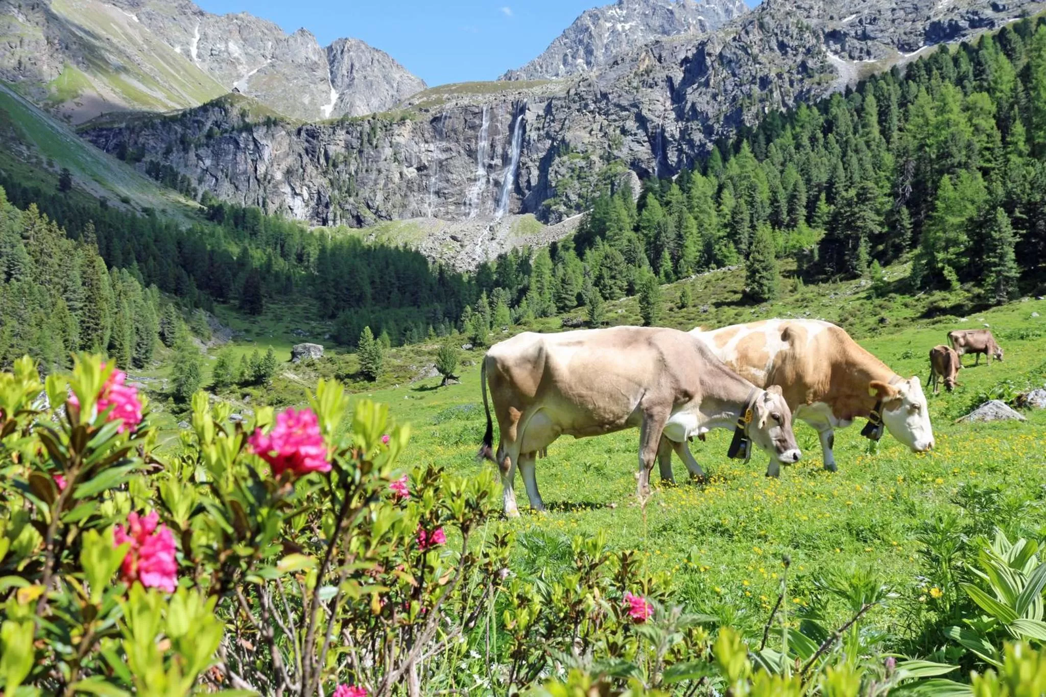 Natural landscape, Pets in Pension Fuchs