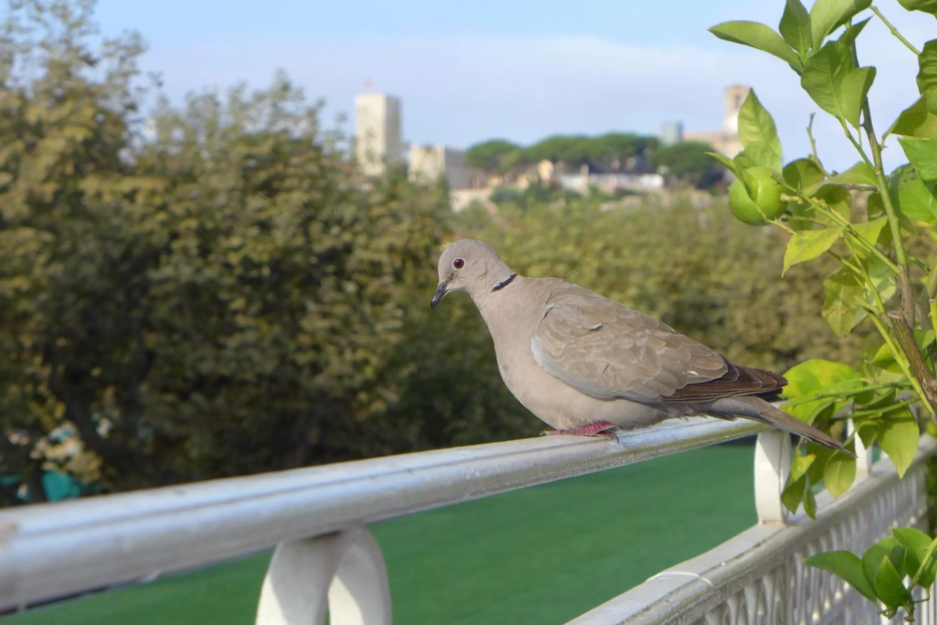 Balcony/Terrace in Hotel Splendid