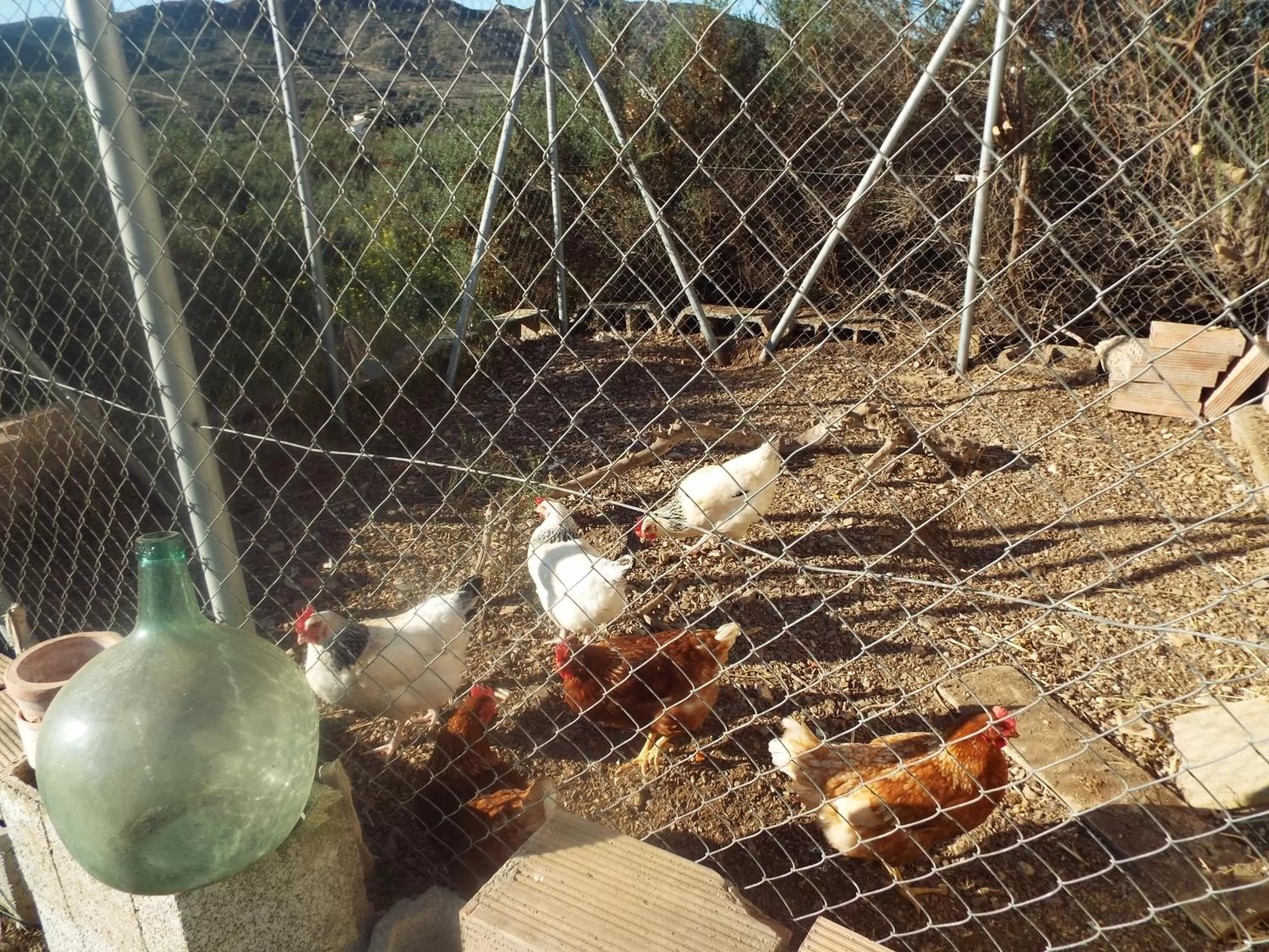Other Animals in Cortijo Esperanza