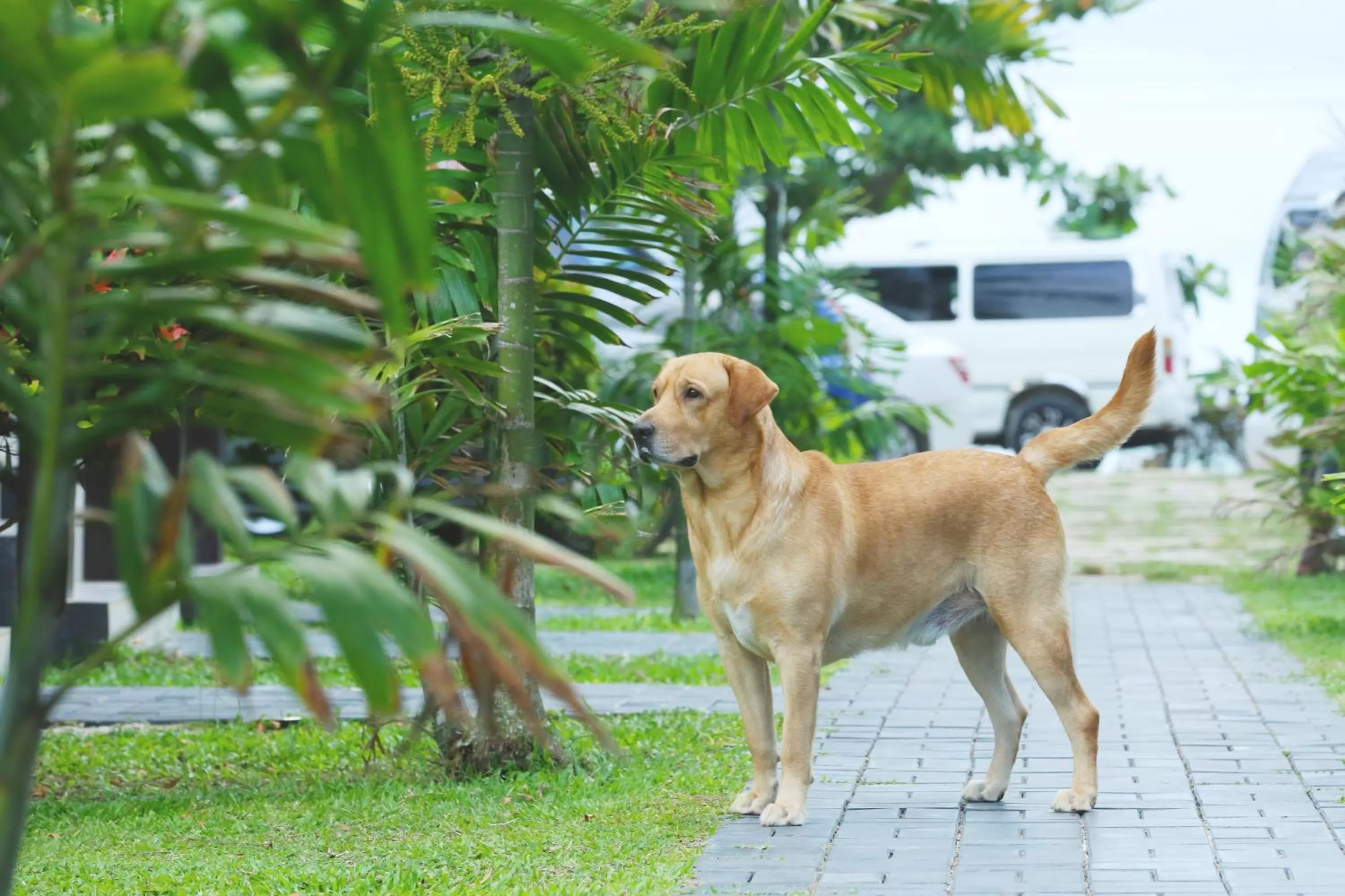 Garden in Kaminrich Cottage