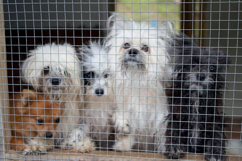 Pets in Evergreen Apartments