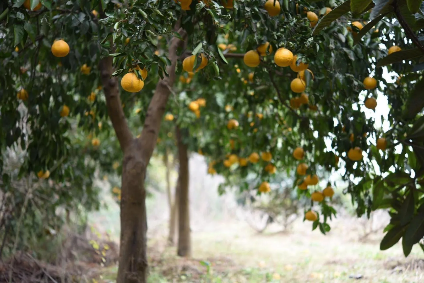 Autumn in Fairmont Yangcheng Lake