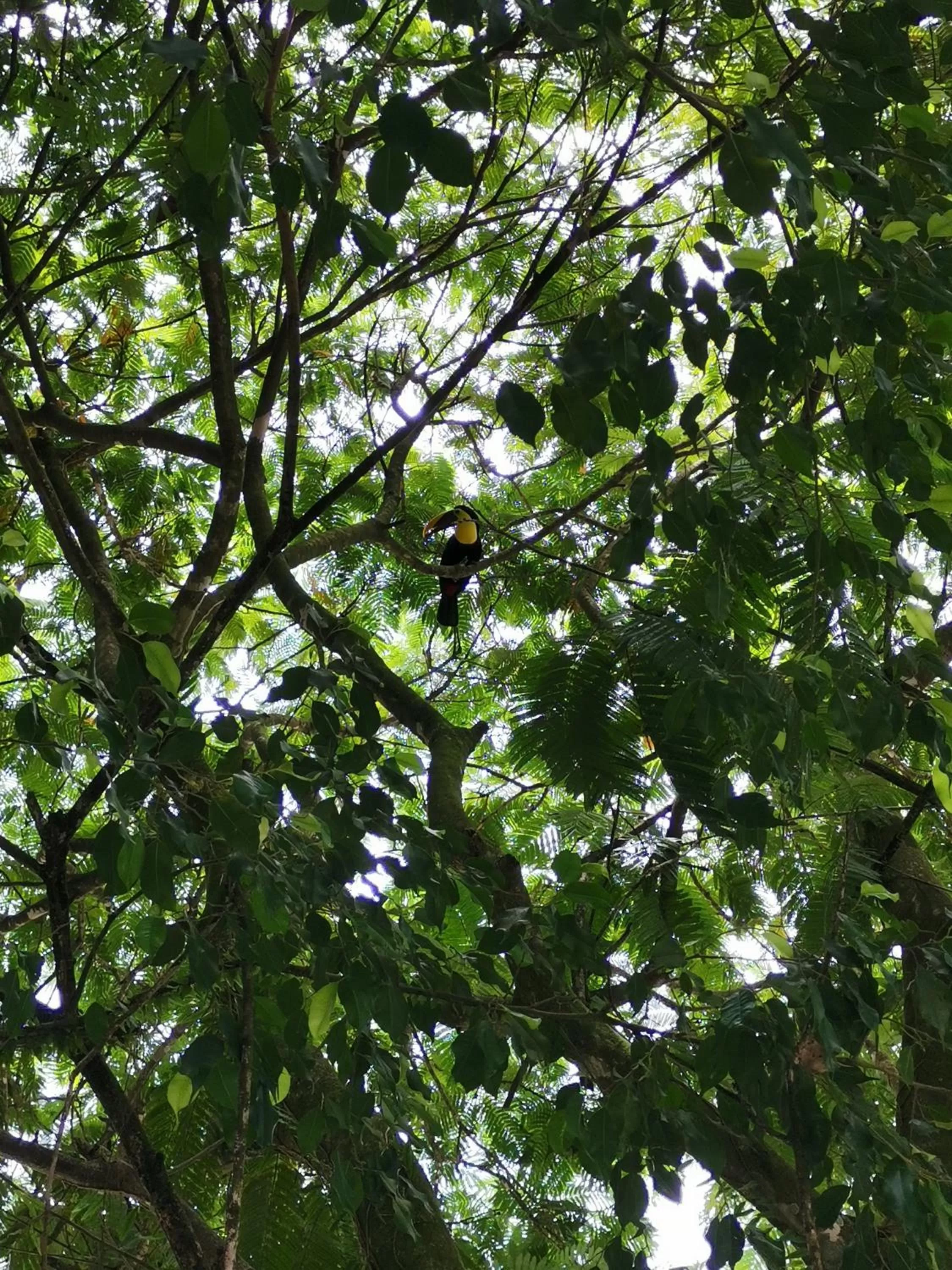 Garden in Hotel y Cabinas del Trópico