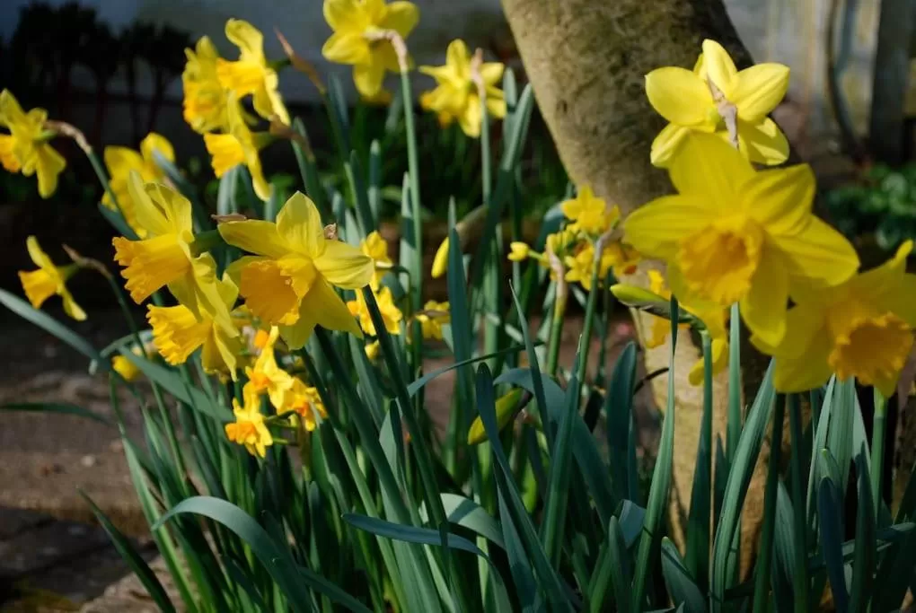 Garden in Comfortable rooms