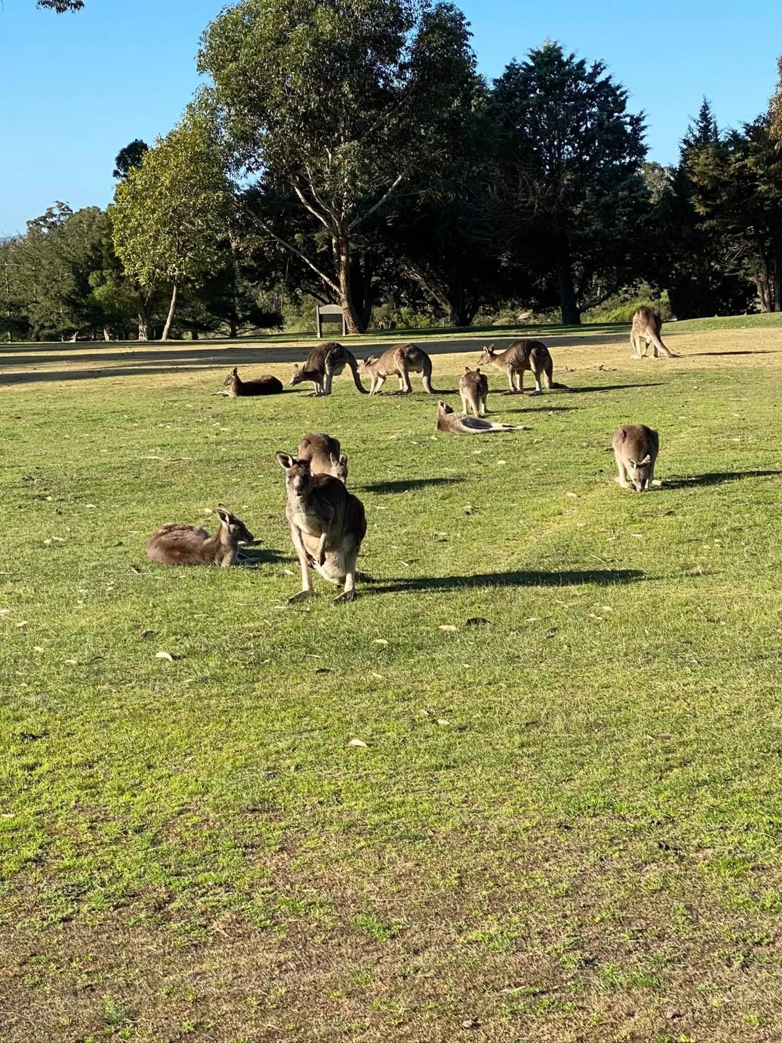 Animals in Black Forest Motel