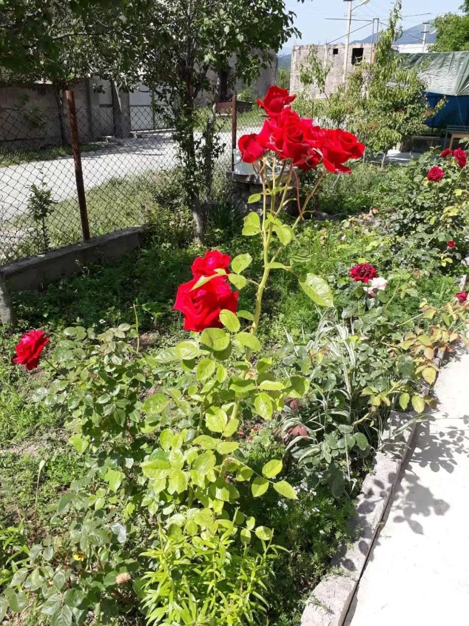 Garden in Green Dilijan B&B