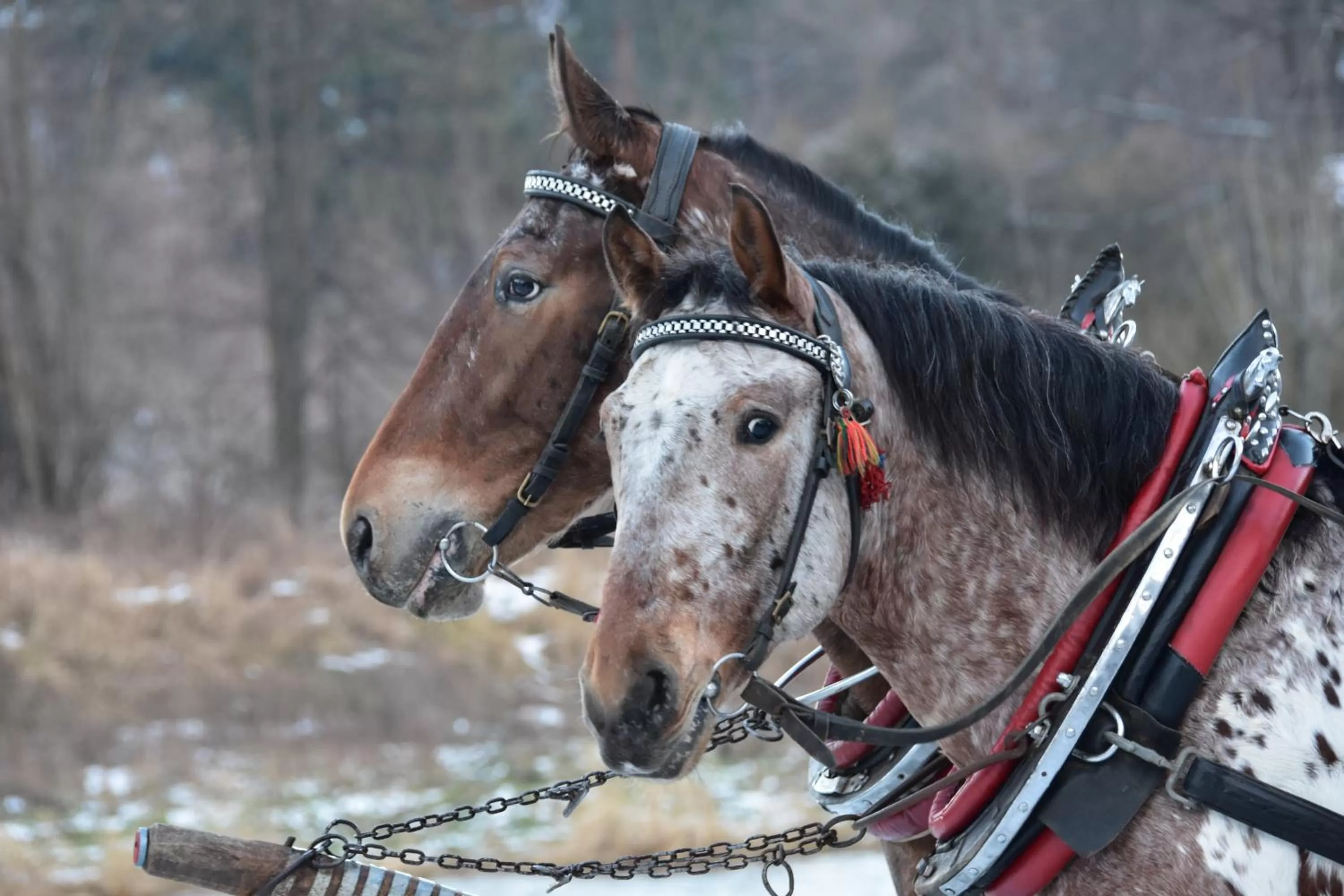 Animals in Hotel Piwniczna SPA&Conference