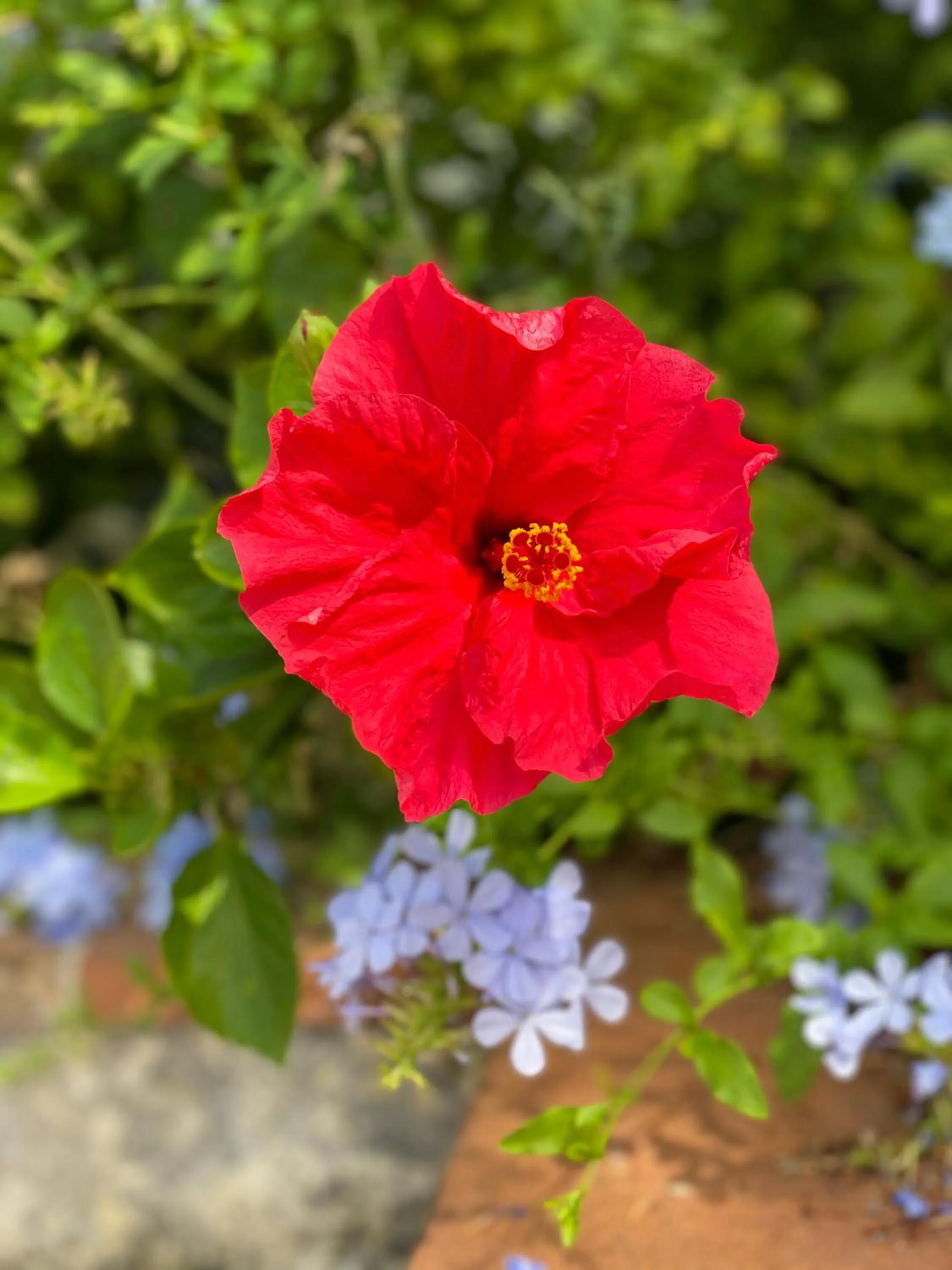 Spring in Hôtel La Fiancée du Pirate