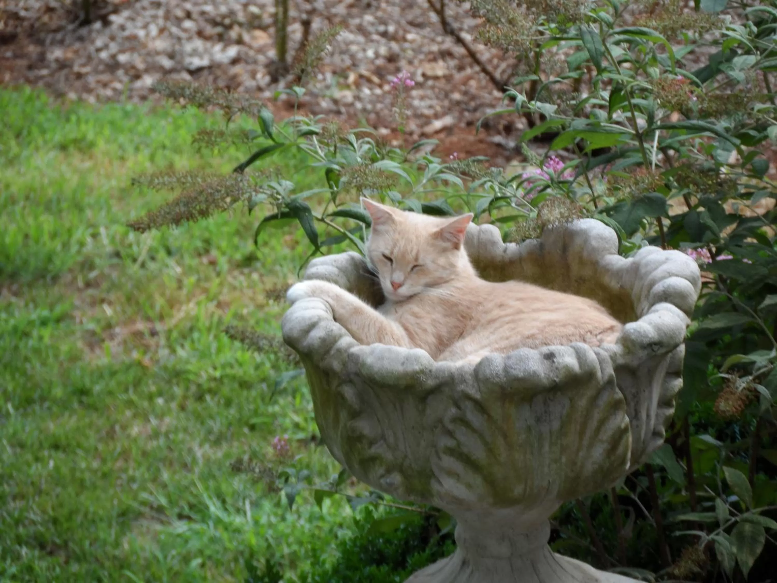 Pets in Mayhurst Estate