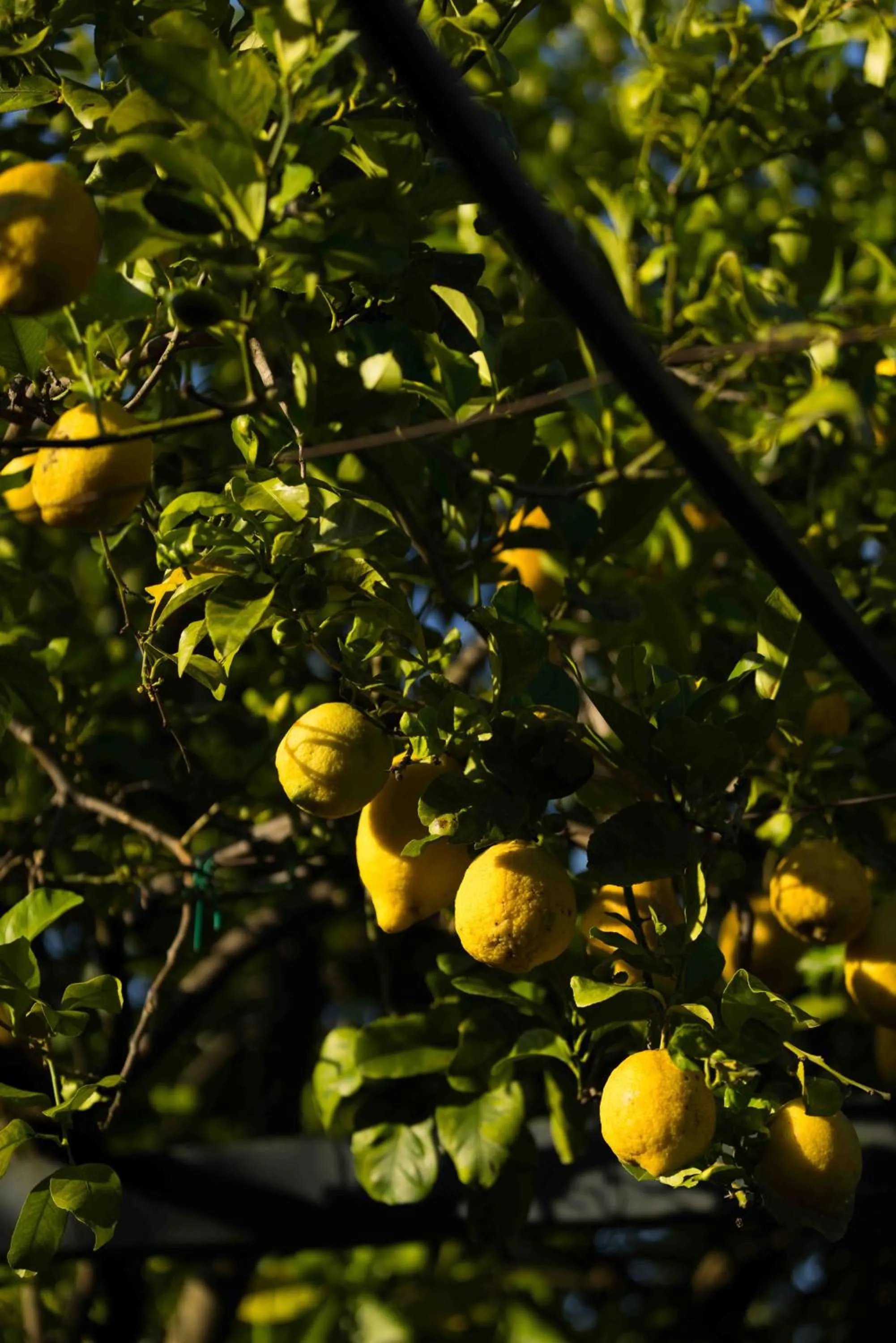 Garden in Grand Hotel Cocumella