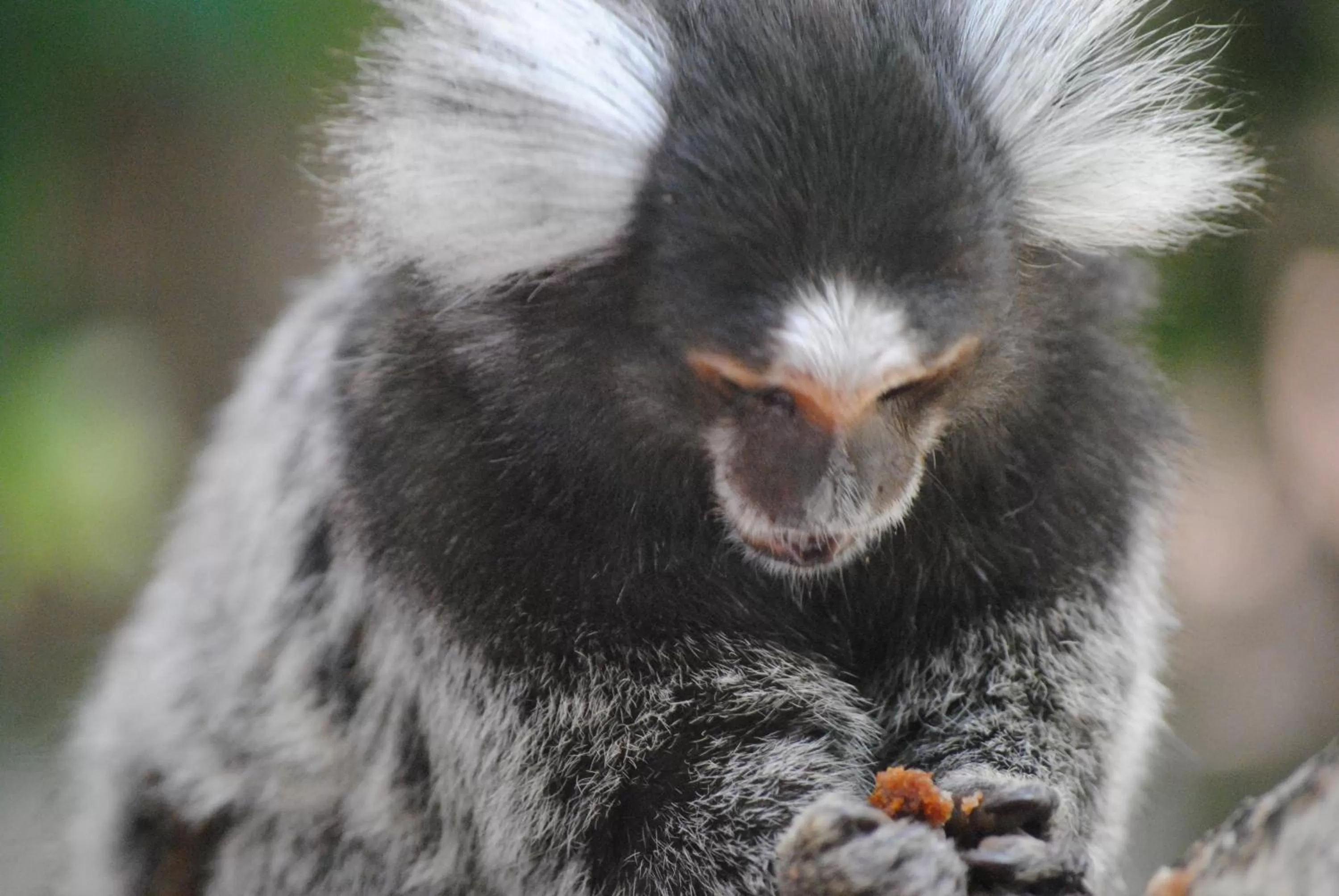 Restaurant/places to eat in Chalet Suisse