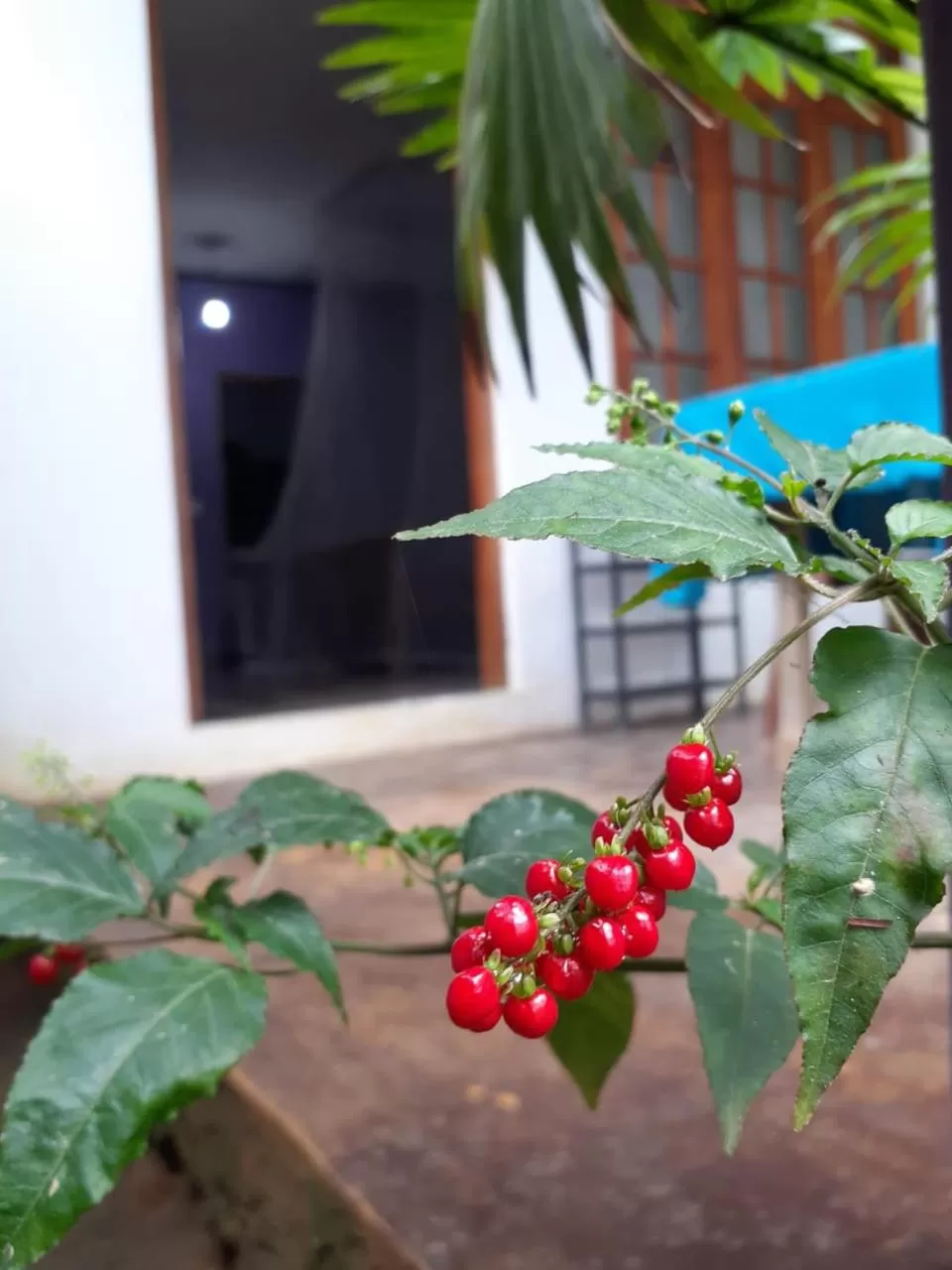 Patio in The Horizon Root Inn