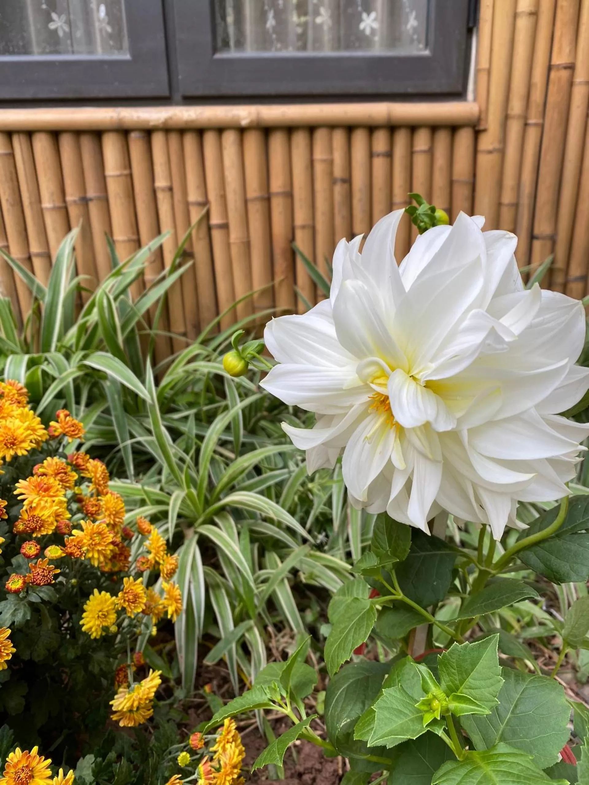 Garden in Trang An Moon Garden Homestay