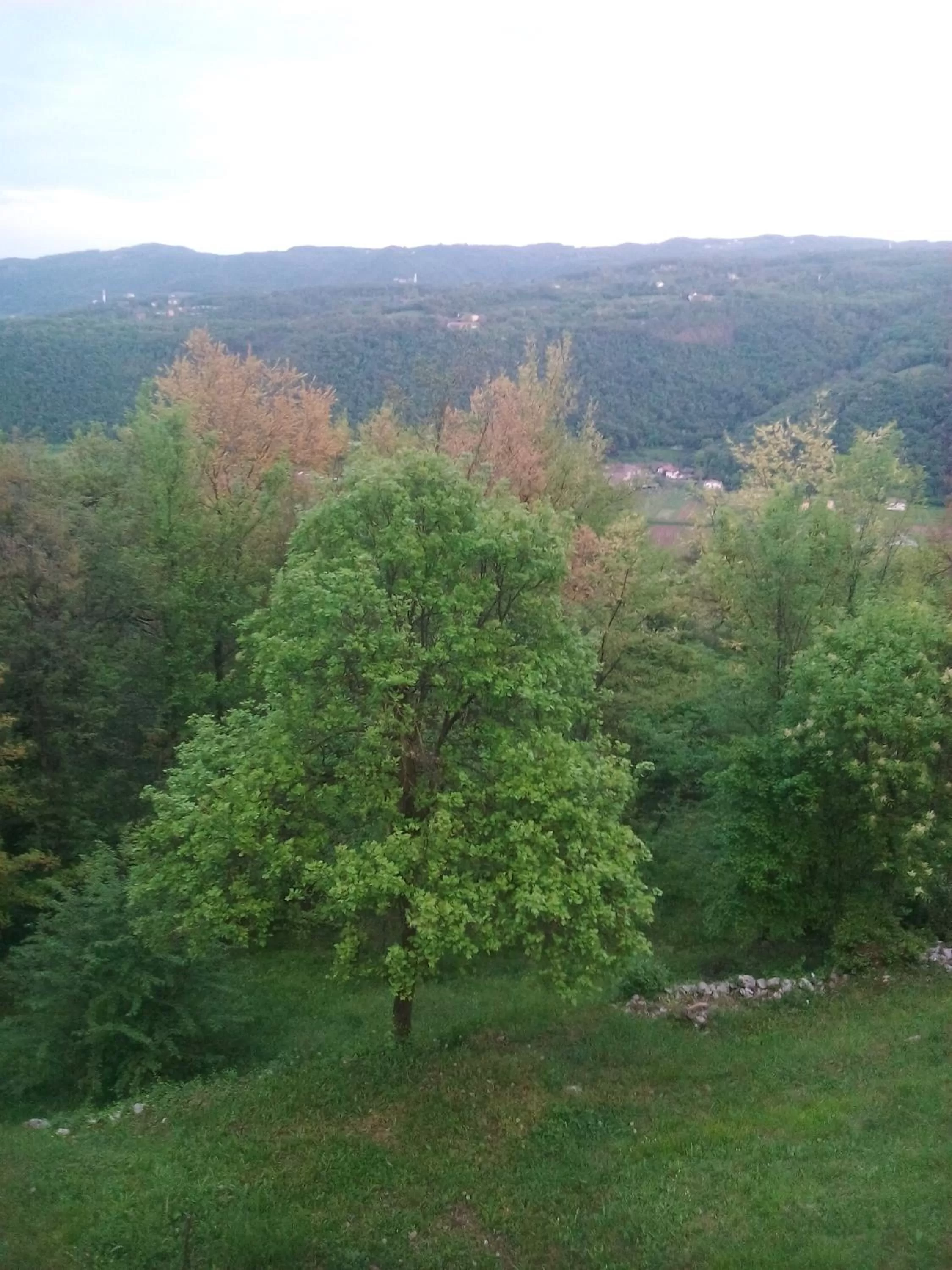 View (from property/room) in B&B Il Suono del Bosco