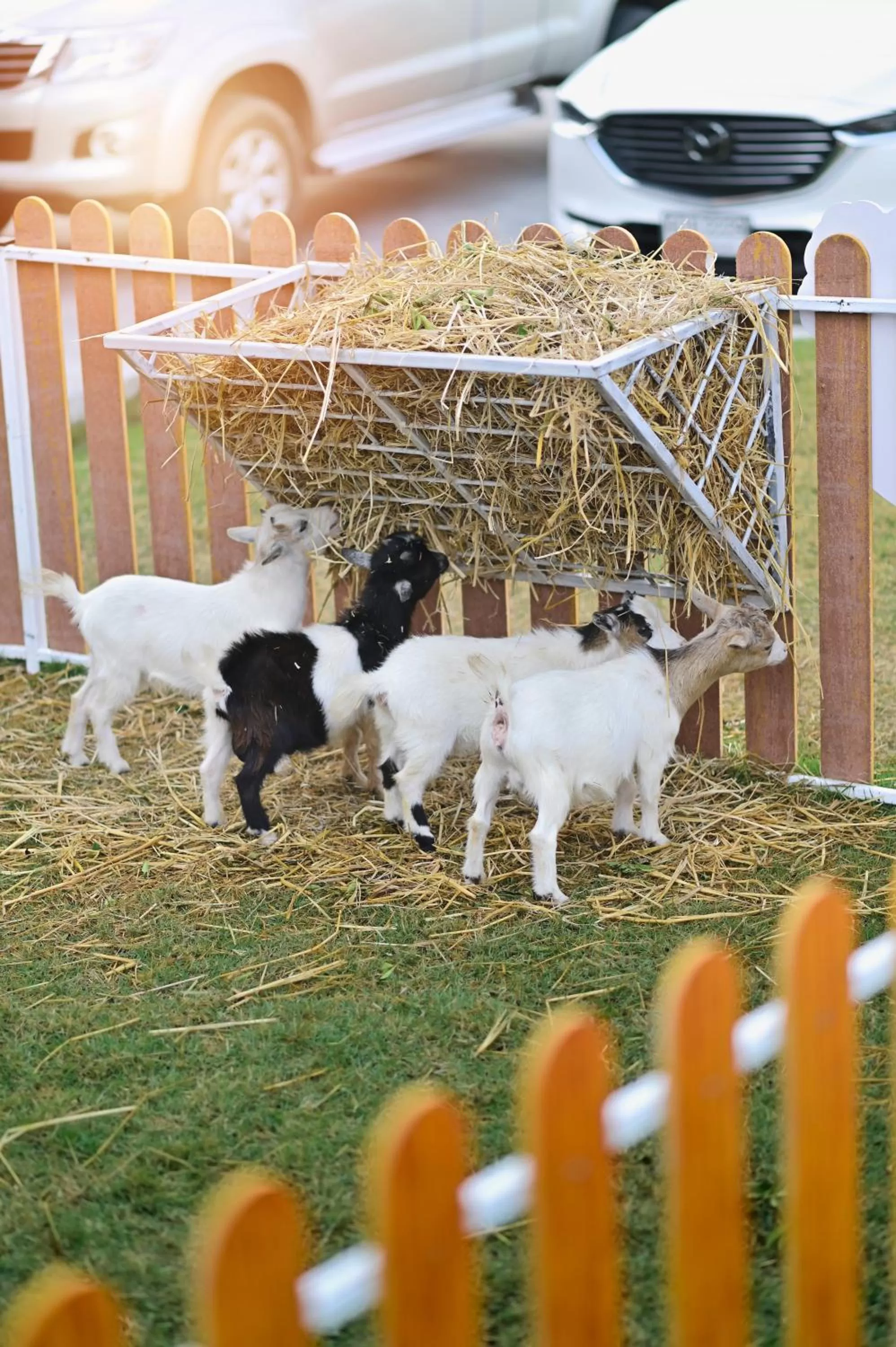 Activities in Moose Hotel Chiangmai