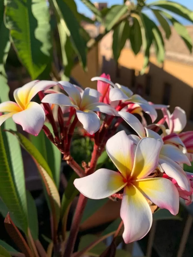 terrazze di montelusa