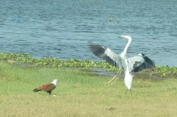 Other Animals in Green Cottage