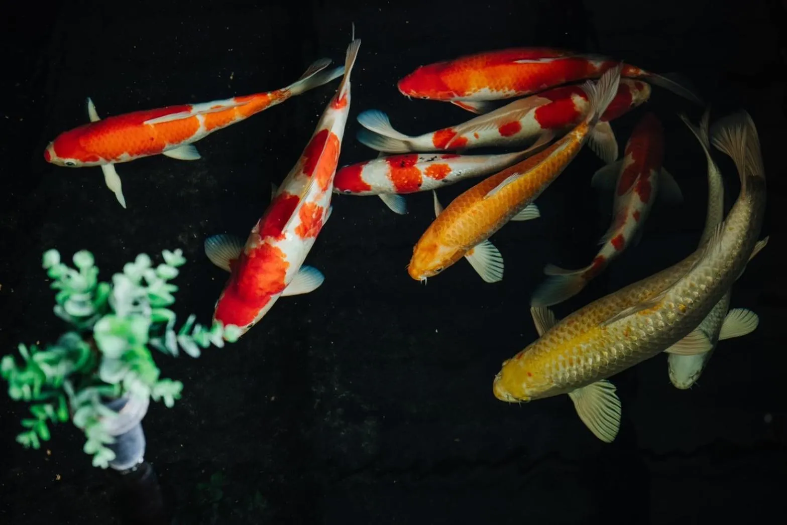 Animals in Old Town Chiangmai Boutique