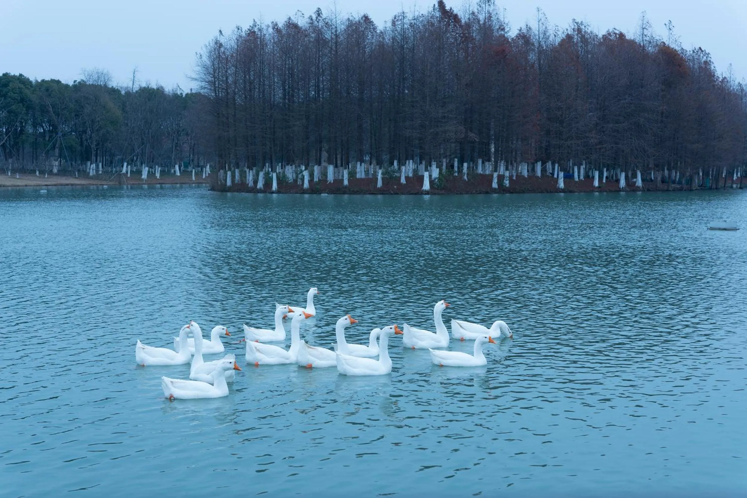 Animals in Fairmont Yangcheng Lake