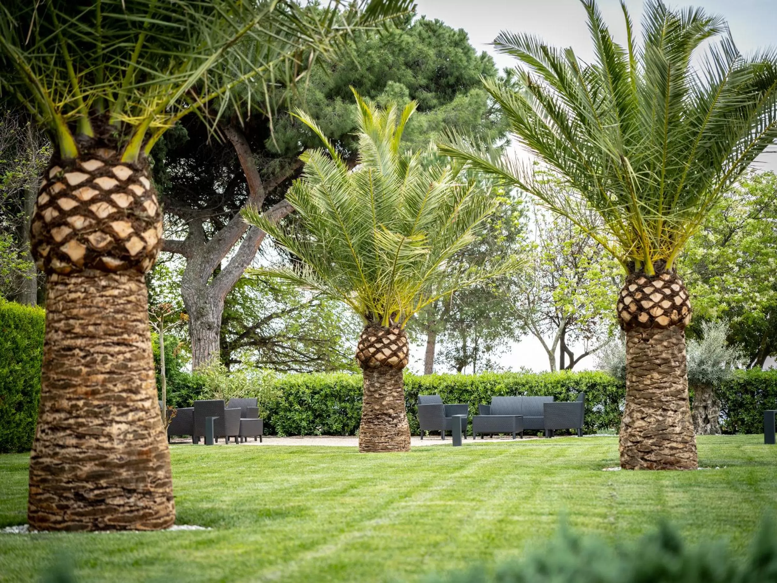 Garden in Hotel Villa Rosetta